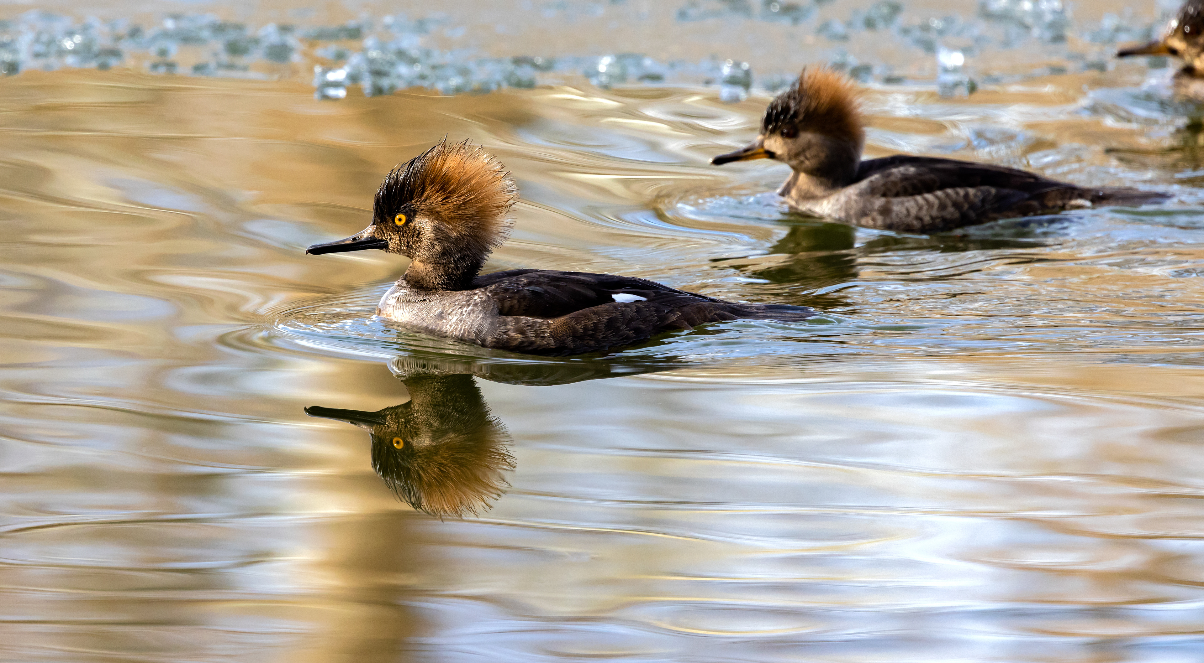 Juvenile Hooded Mergansers