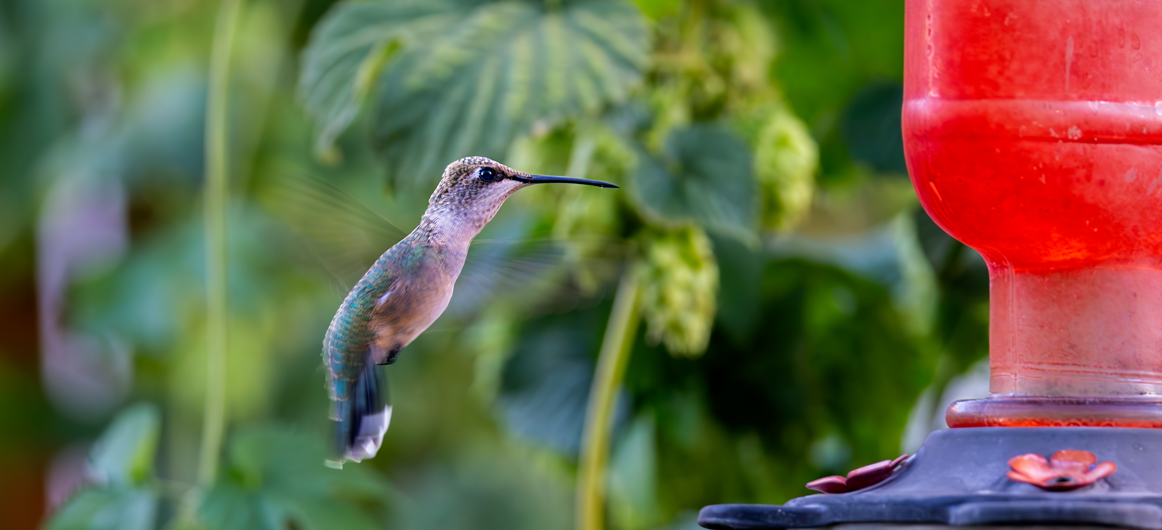 Black-chinned Hummingbird (female)
