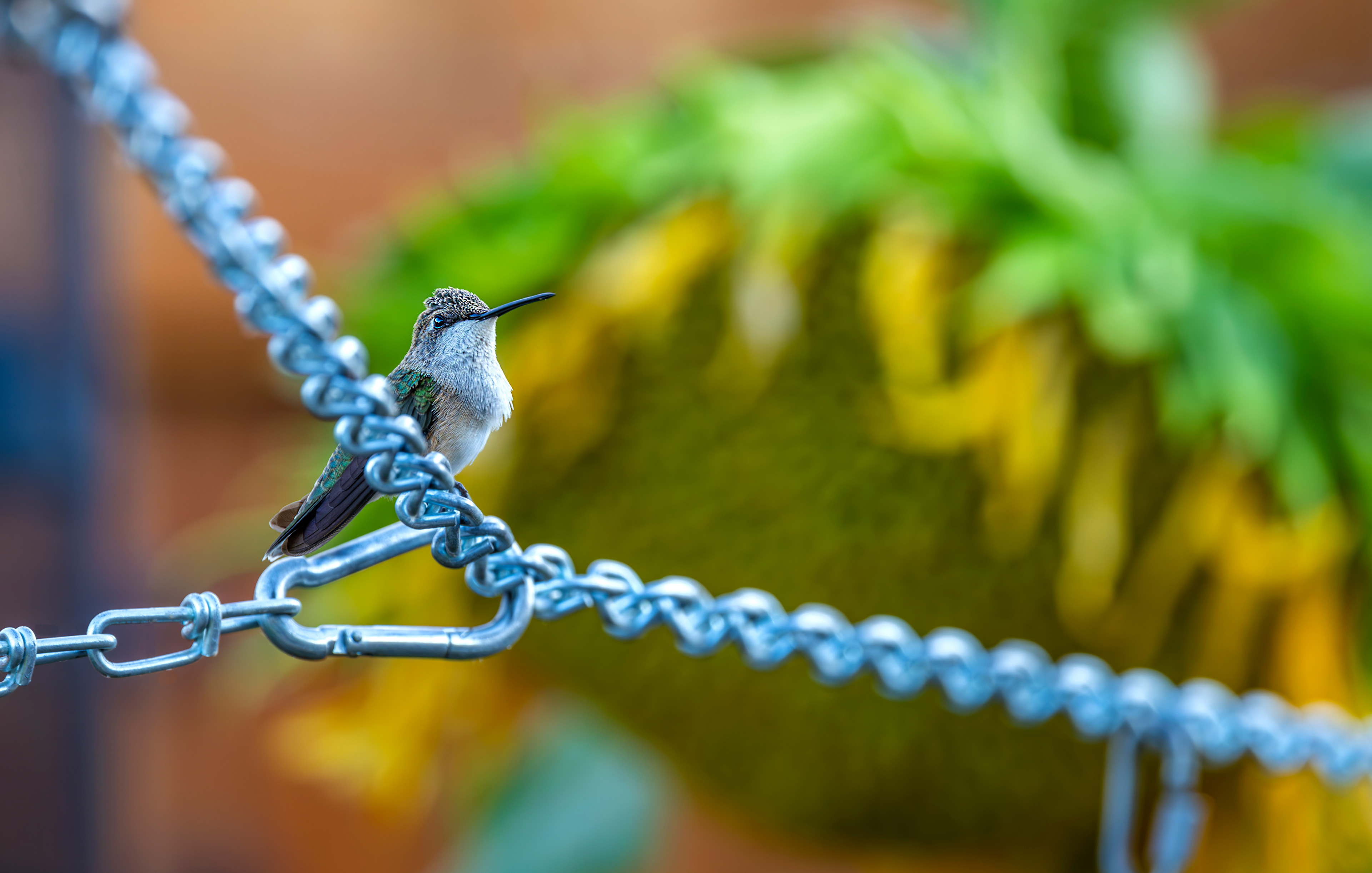Black-chinned Hummingbird (female)