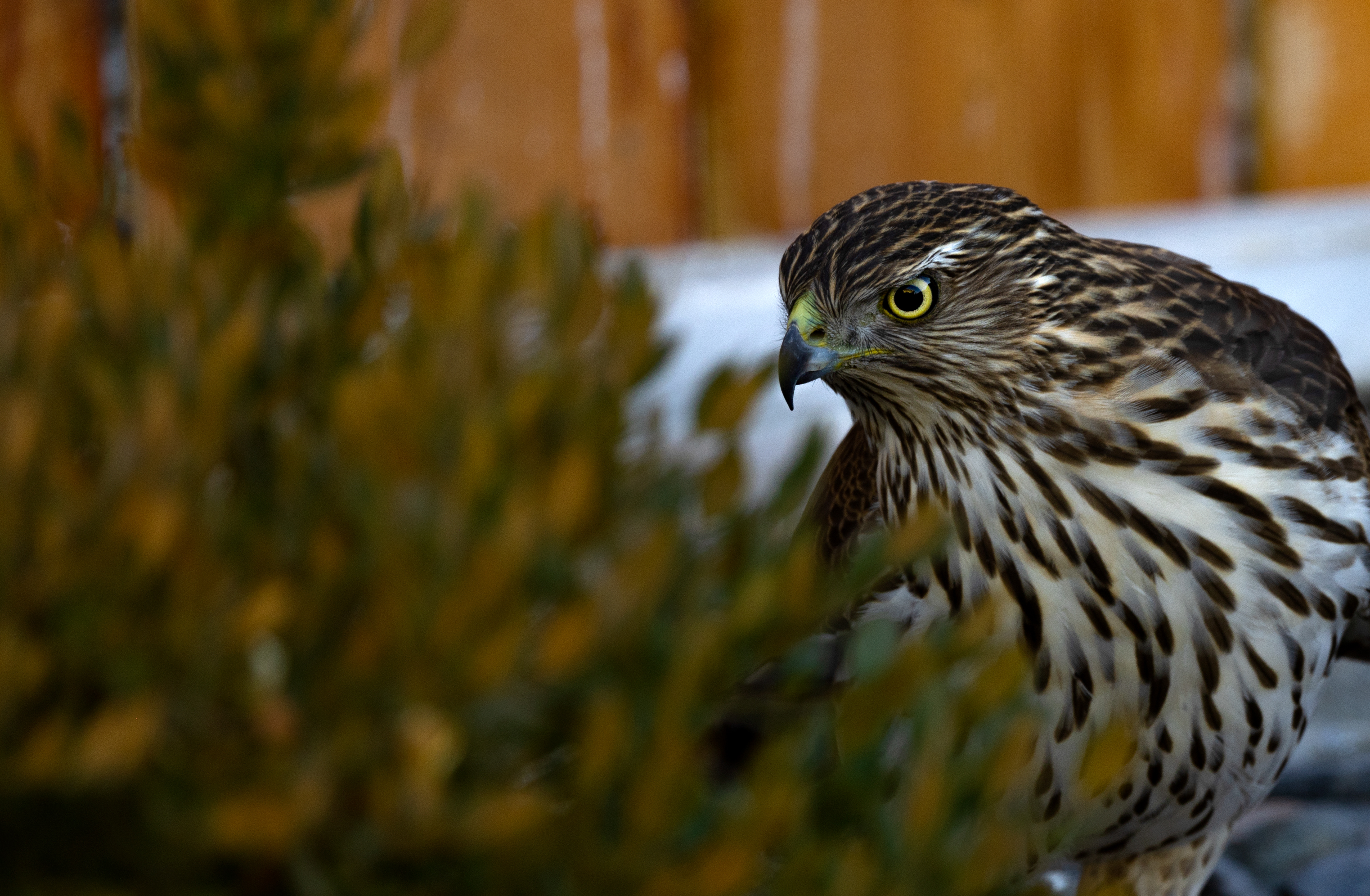 Cooper's Hawk