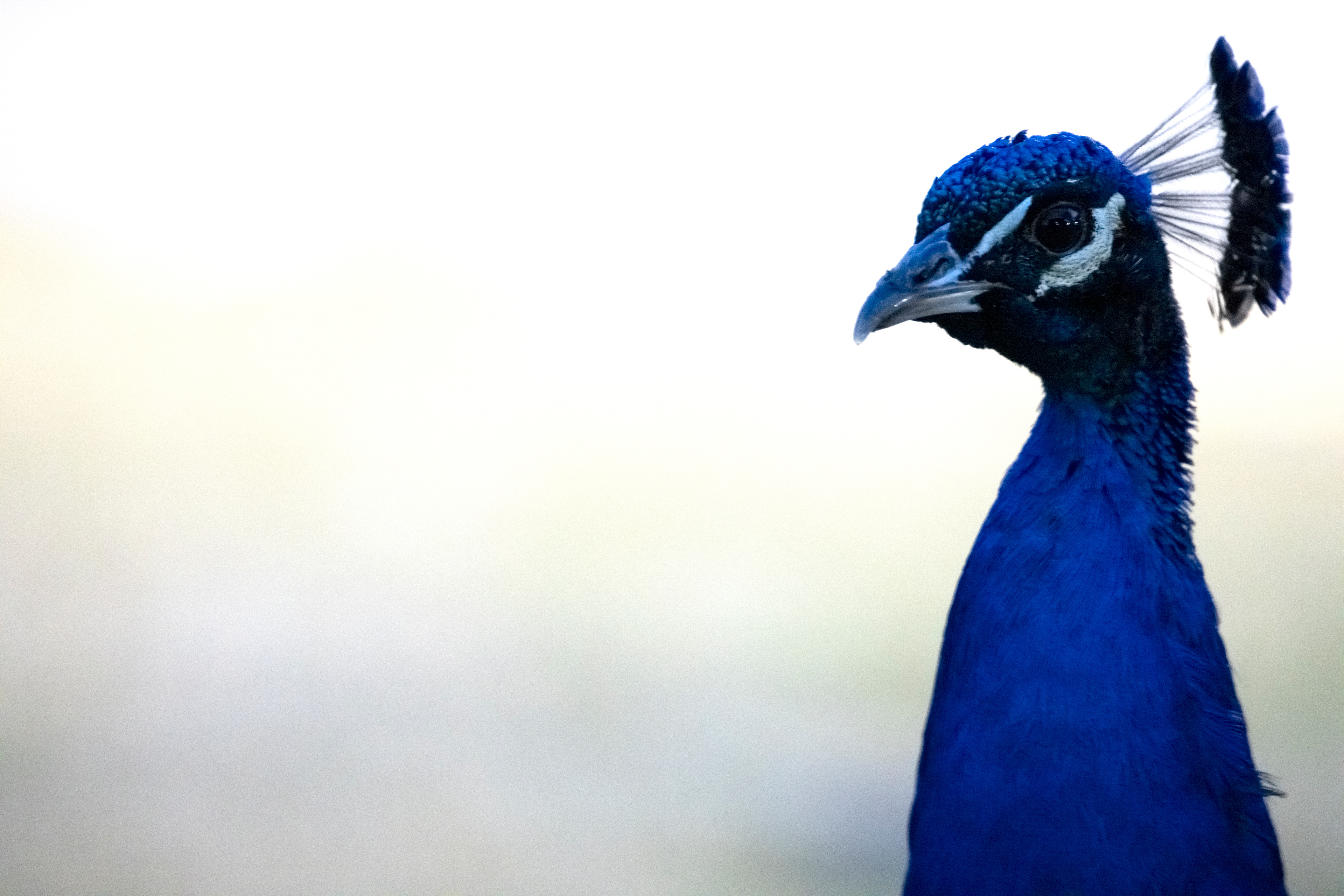 Indian Peacock