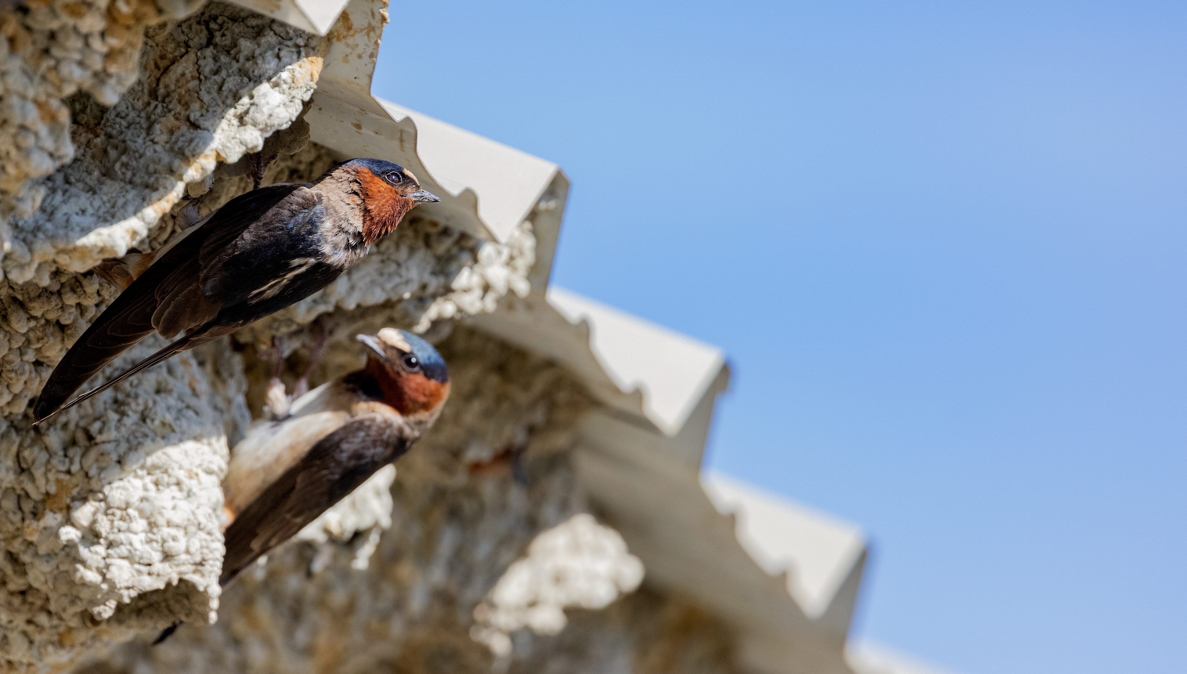 Cliff Swallows
