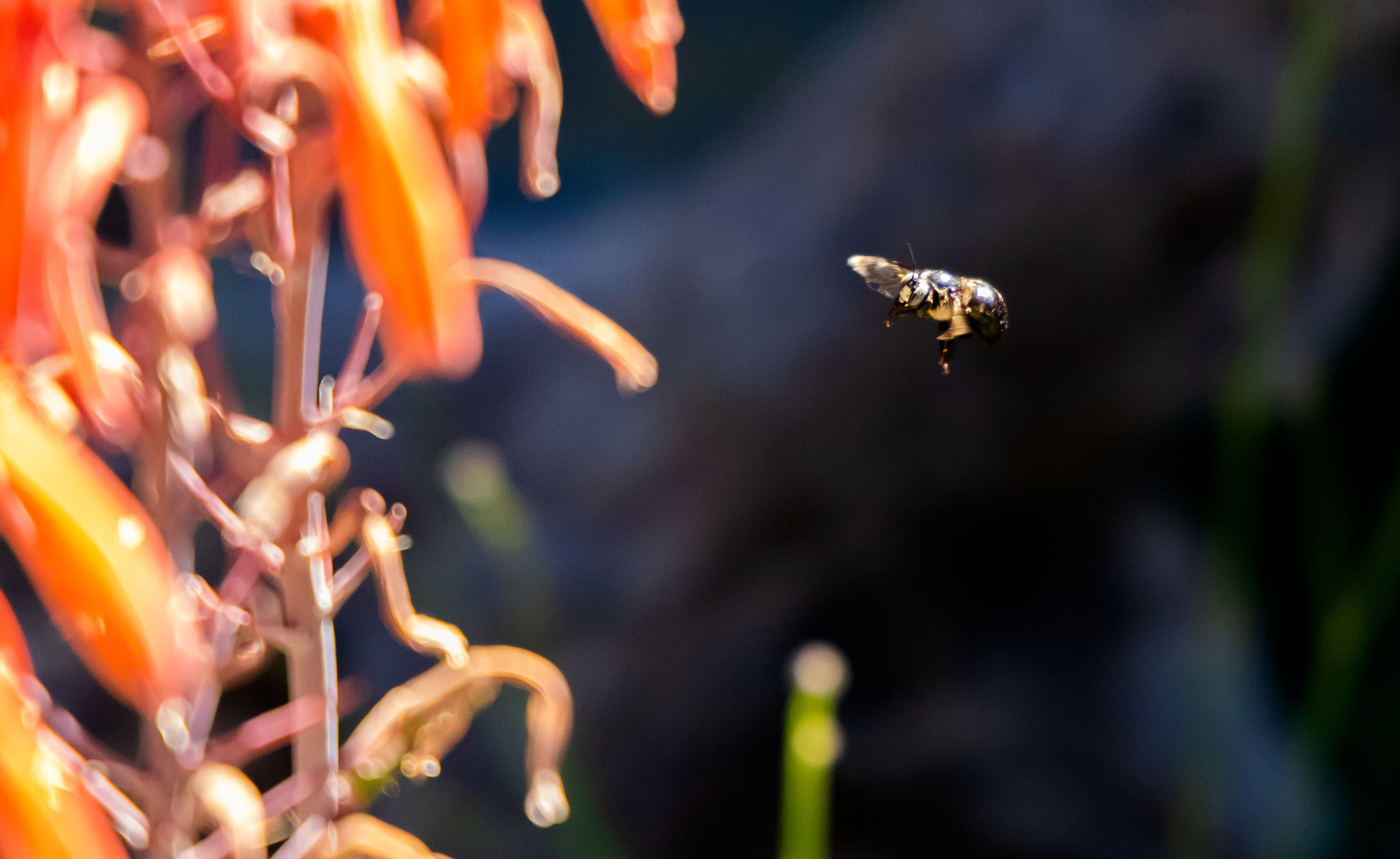Coming To Work - Carpenter Bee - Navarro, CA
