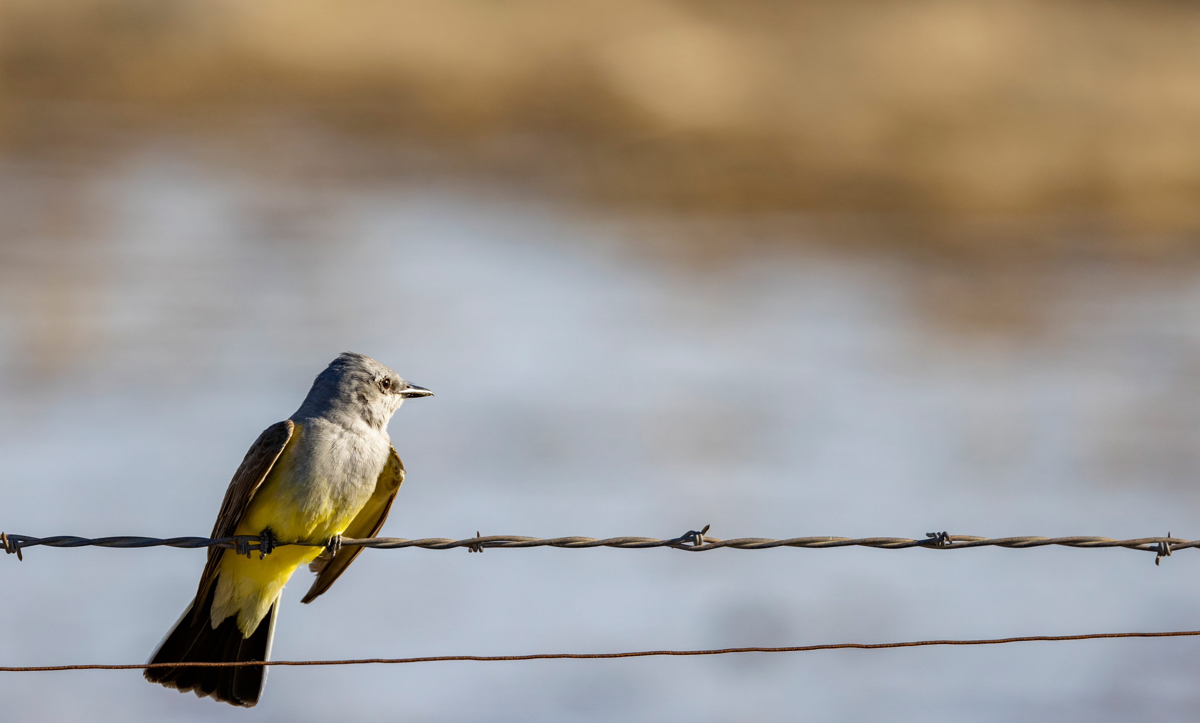 Western Kingbird