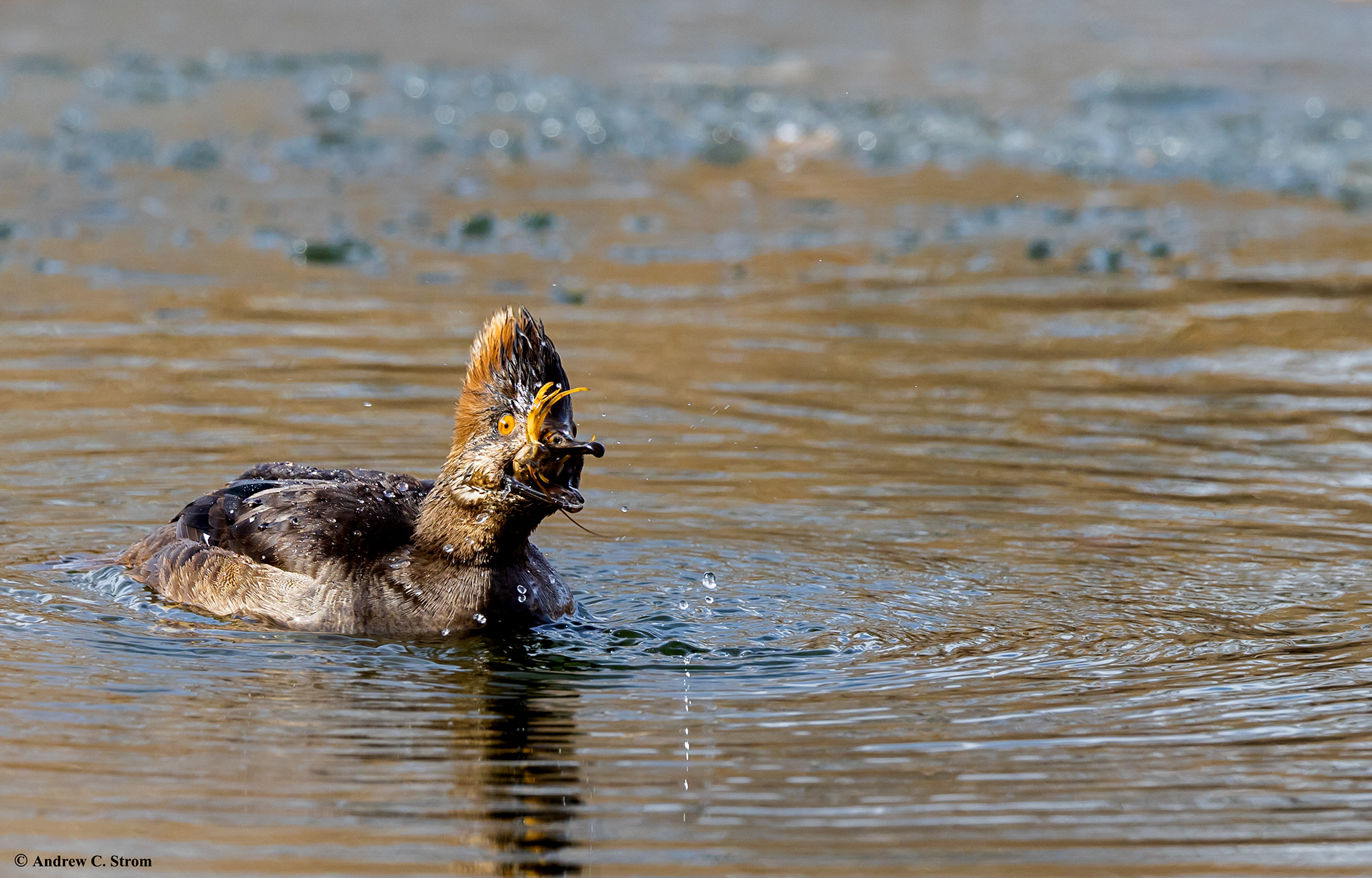 Hooded Merganser (Juvenile)