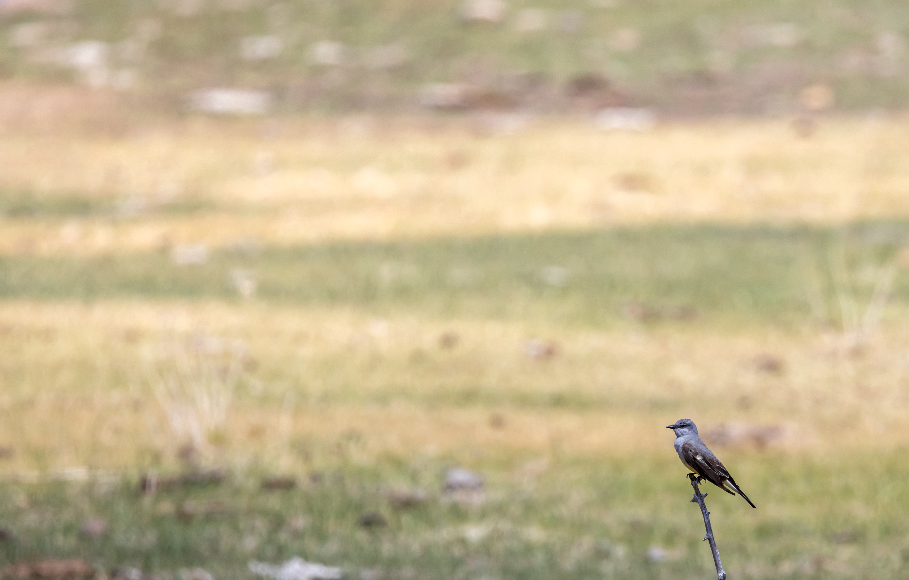 Western Kingbird