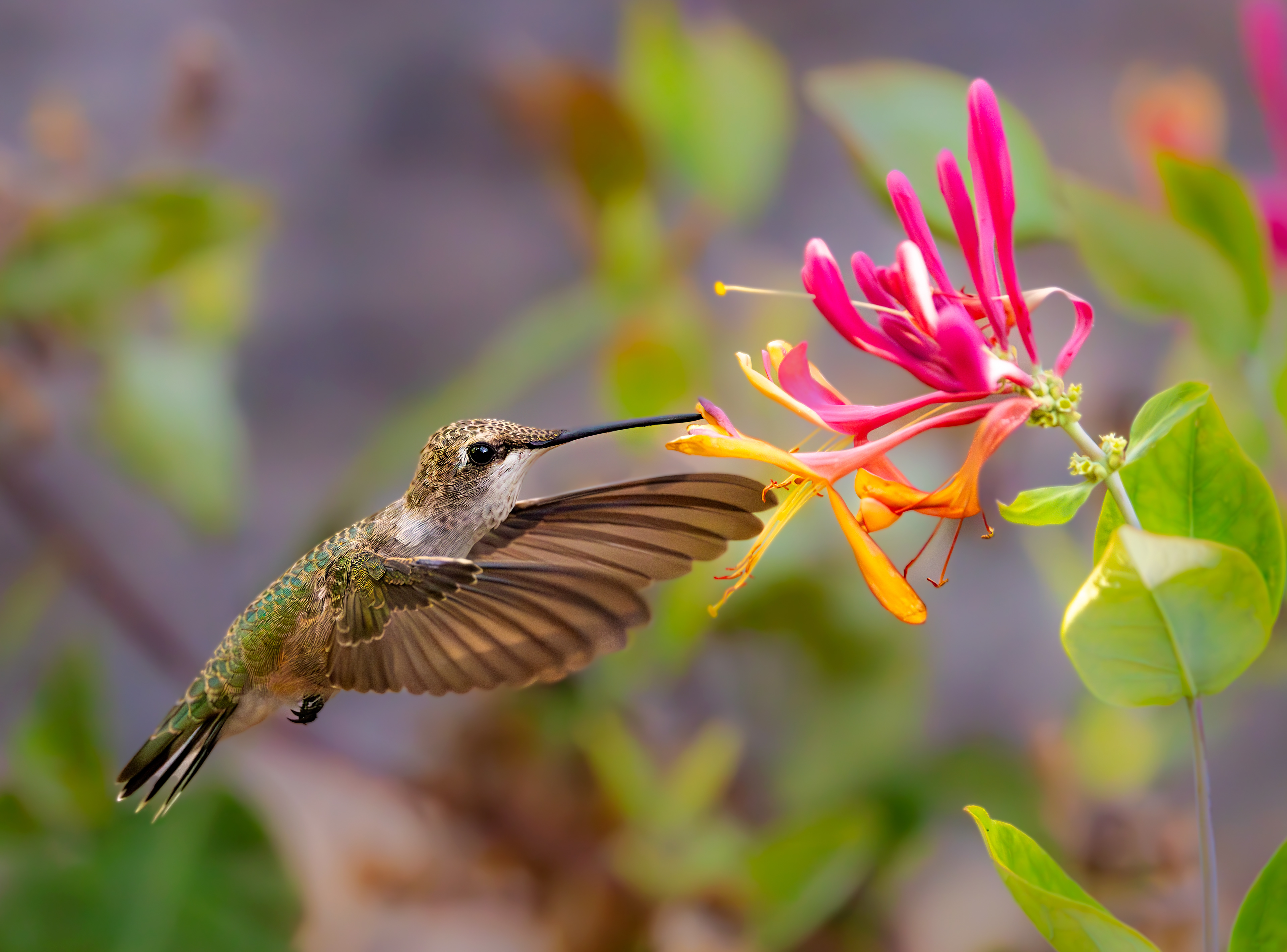 Black-chinned Hummingbird (female)