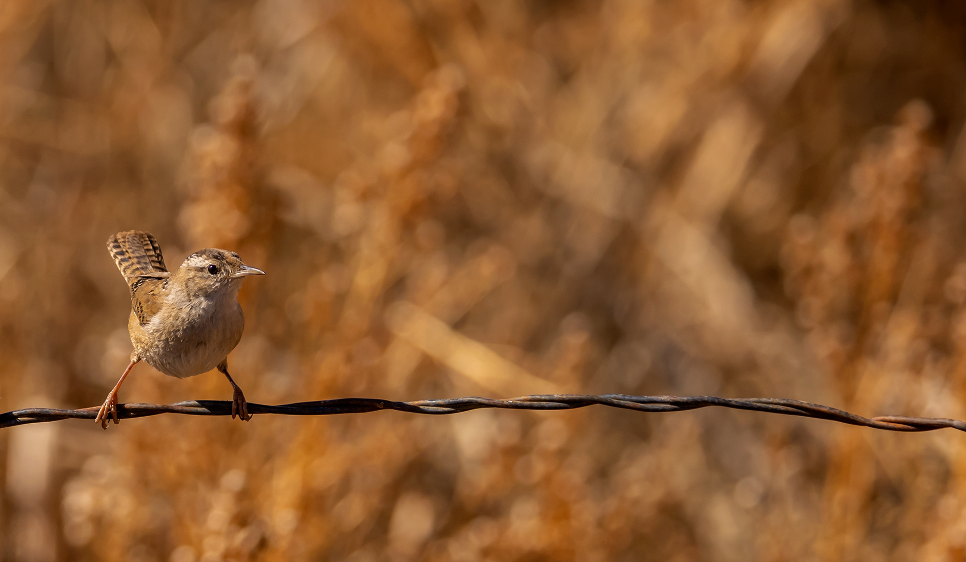 Marsh Wren