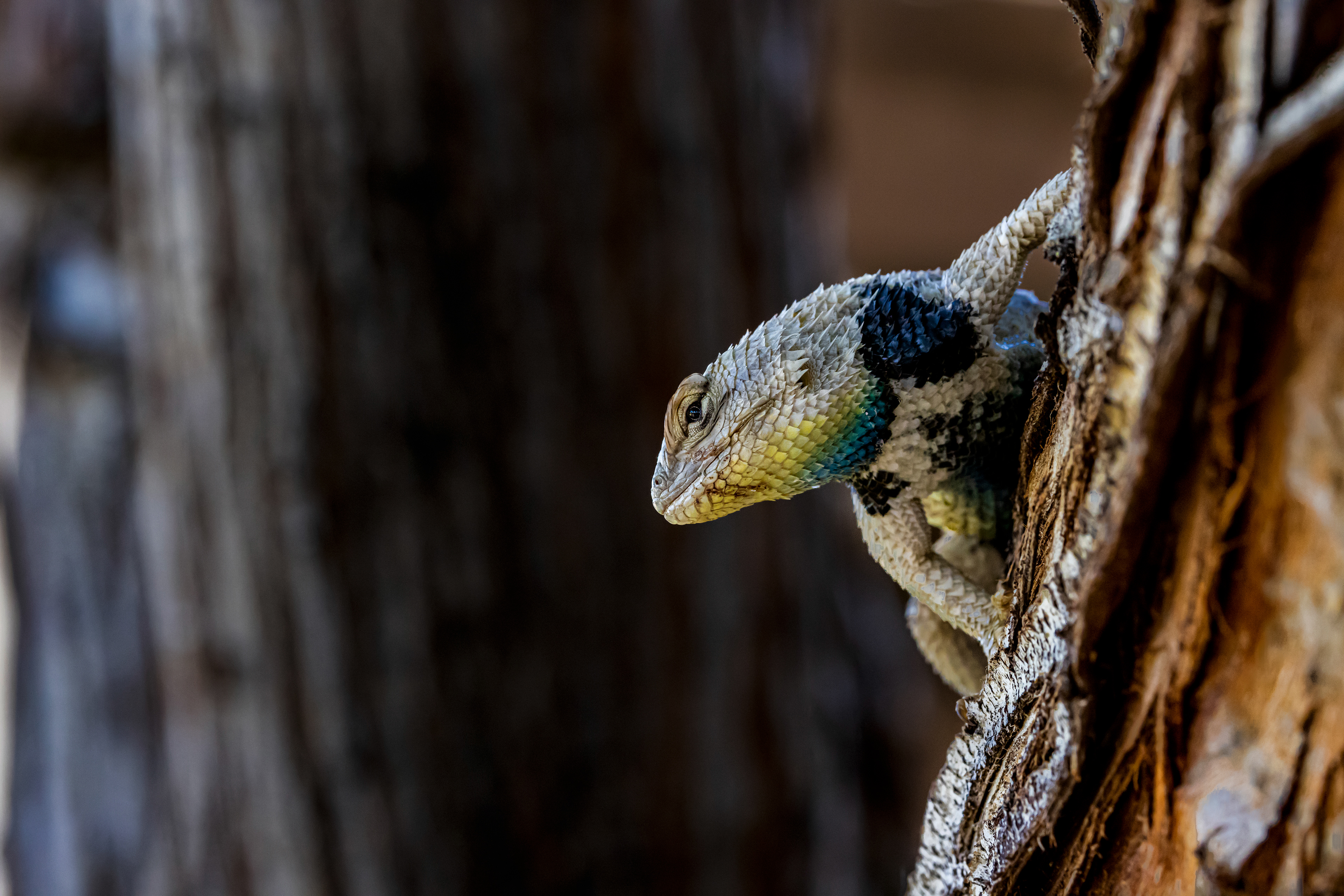 Desert Spiny Lizard (male)