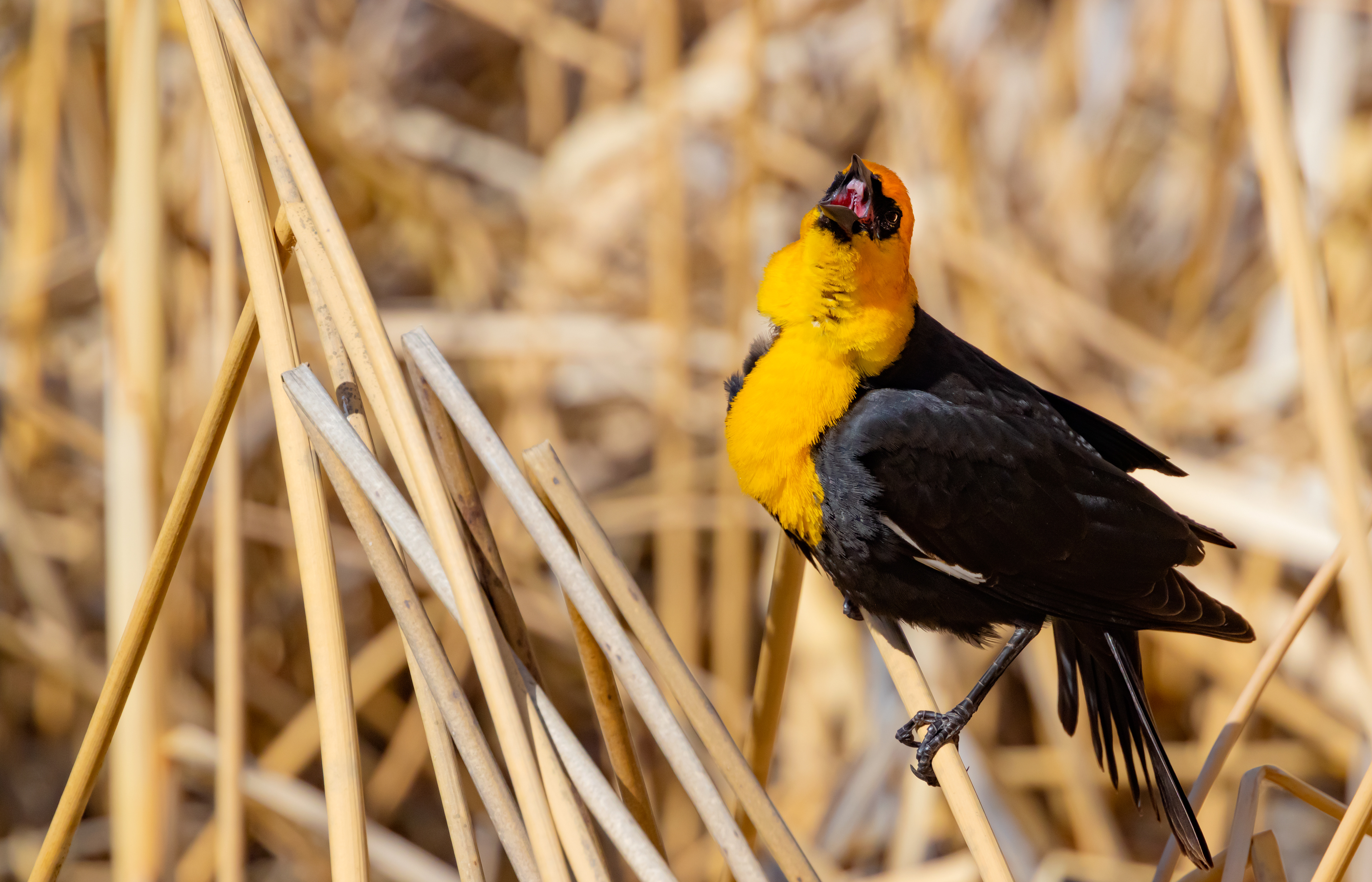 Yellow-headed Blackbird