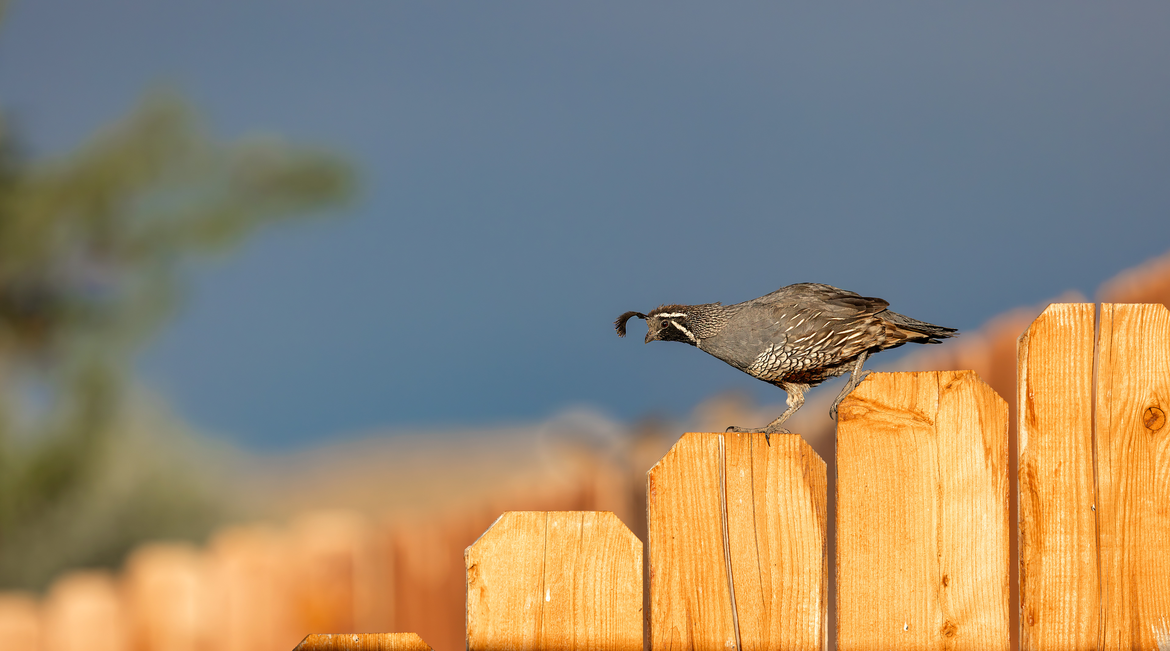 California Quail