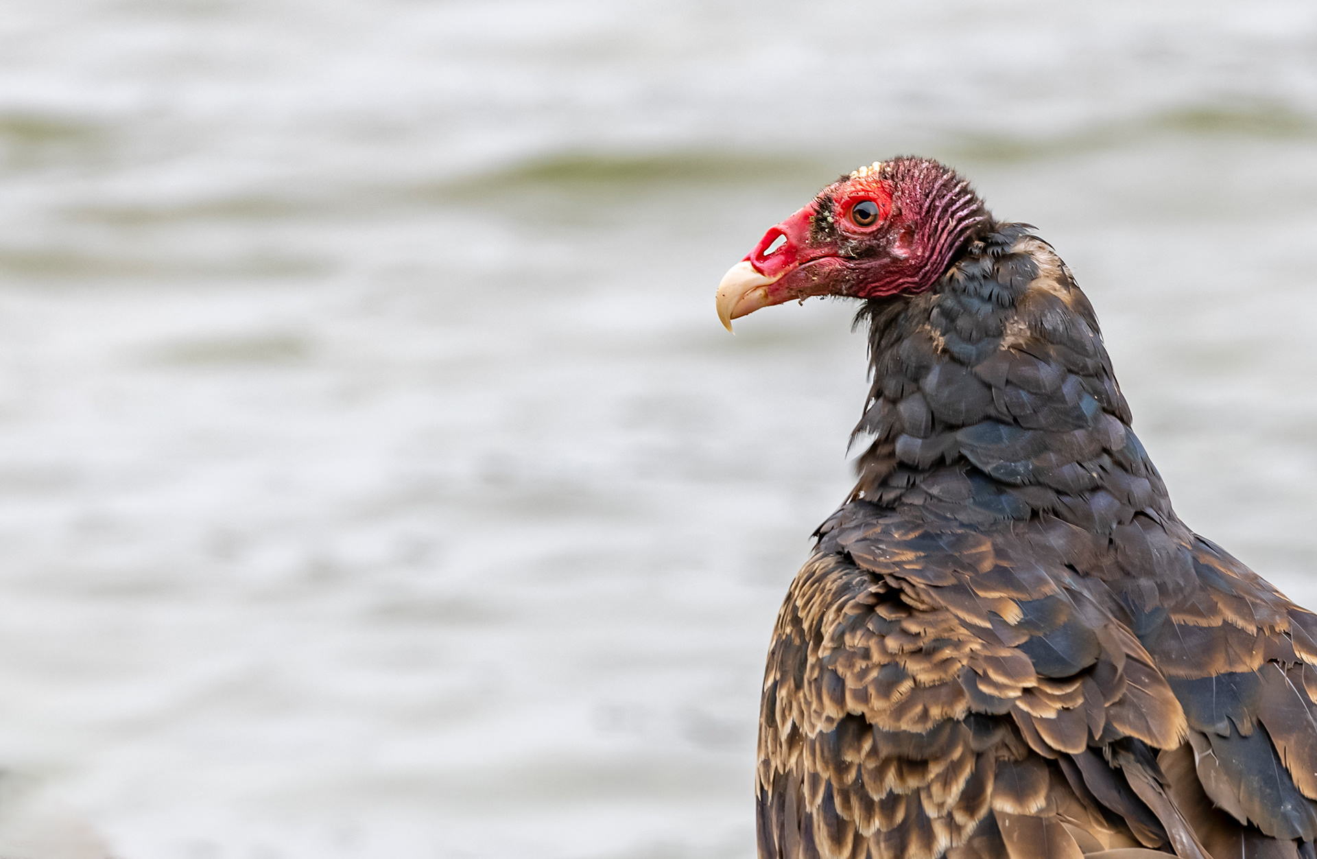 Portrait of a Turkey Vulture - Navarro, CA