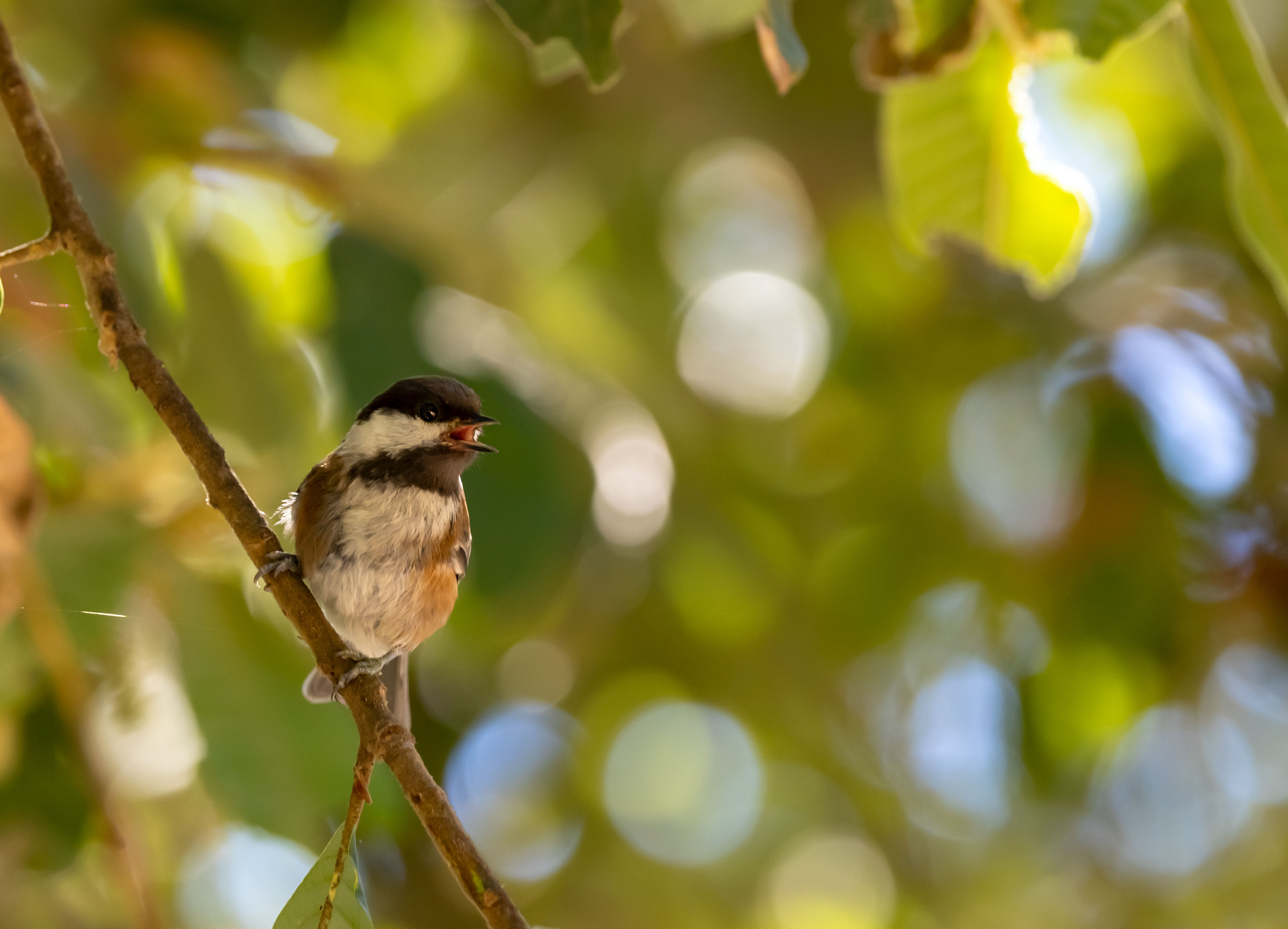 Feeling Chipper - Chestnut-backed Chickadee - Navarro, CA