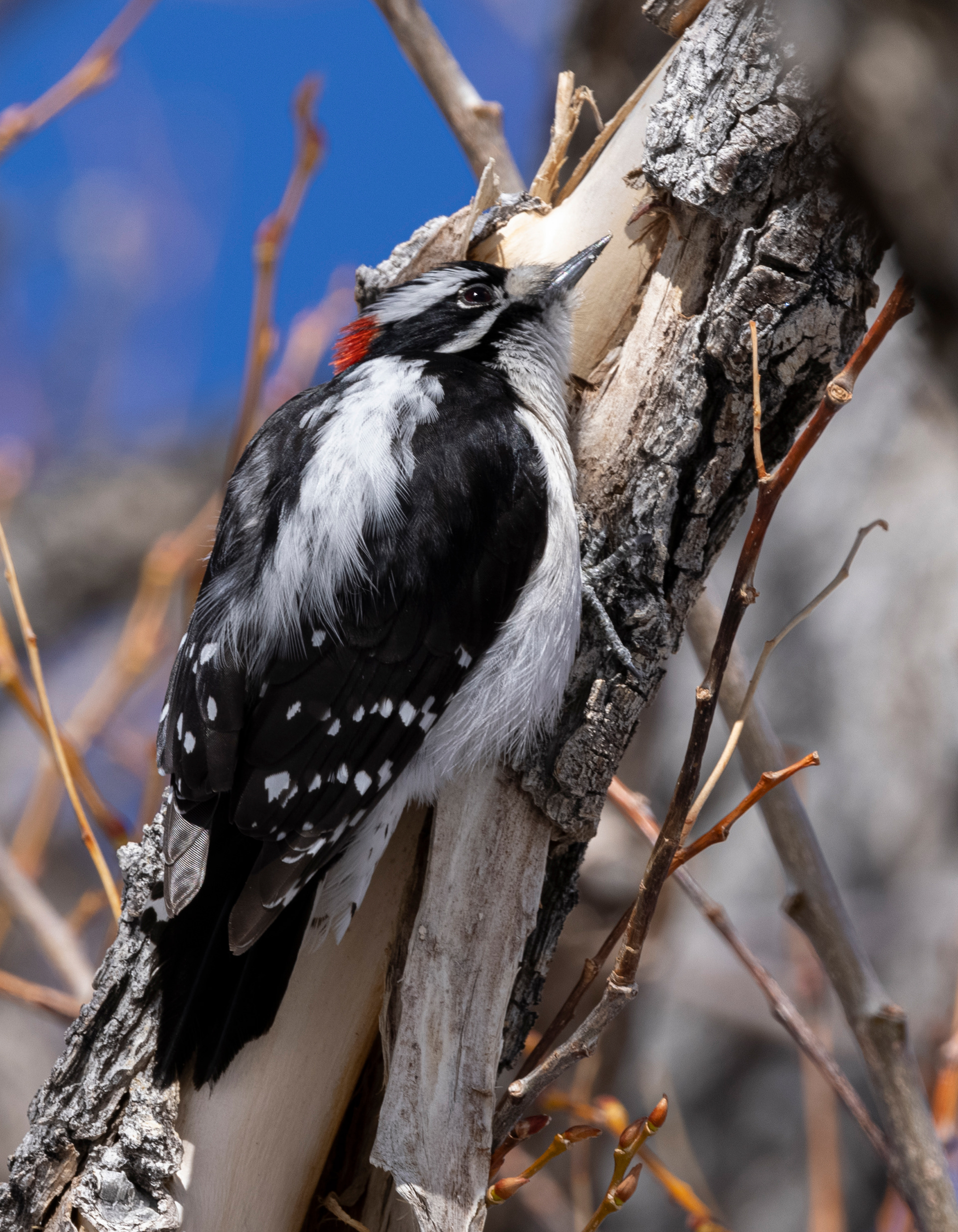 Downy Woodpecker