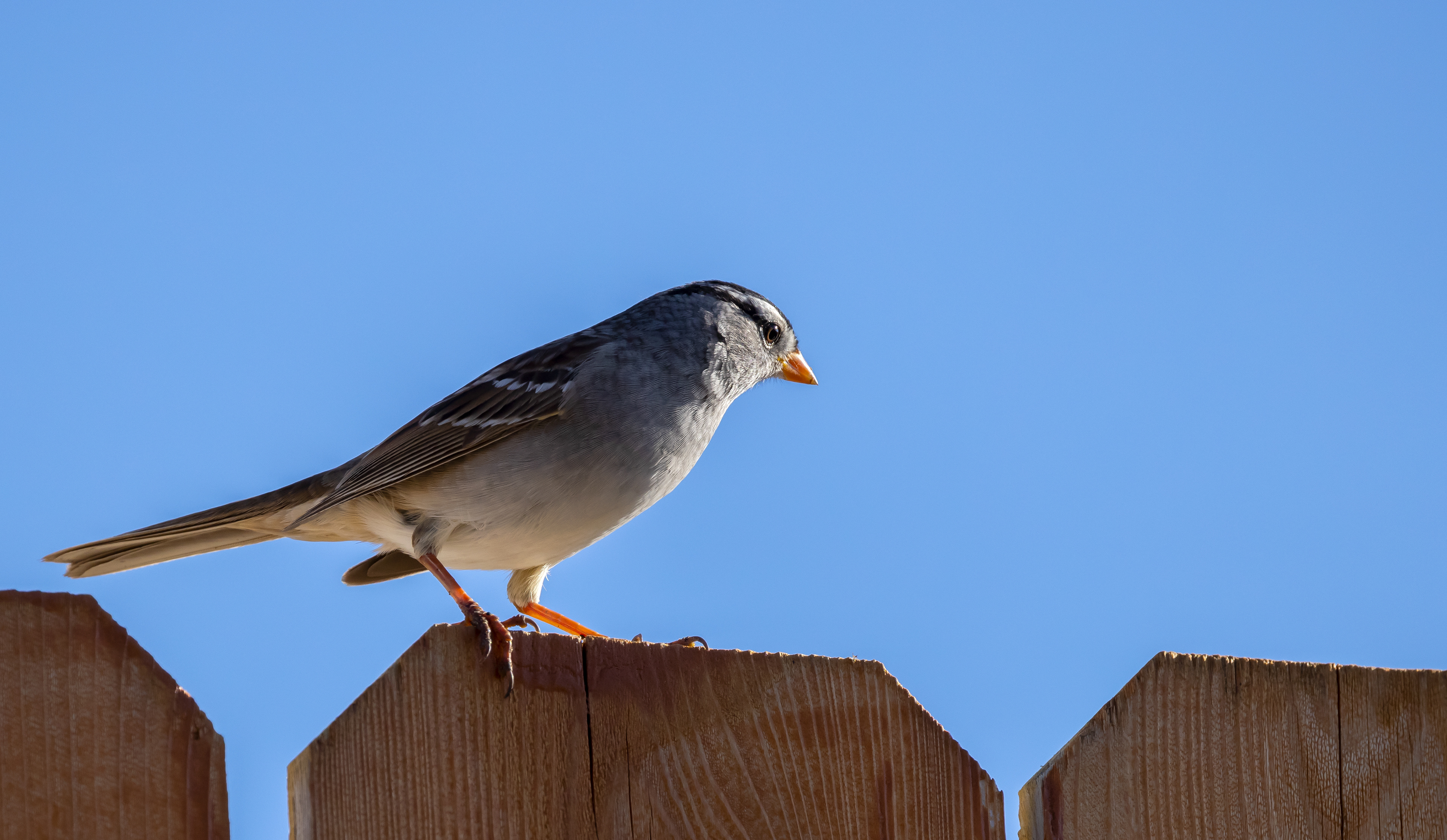 White-crowned Sparrow