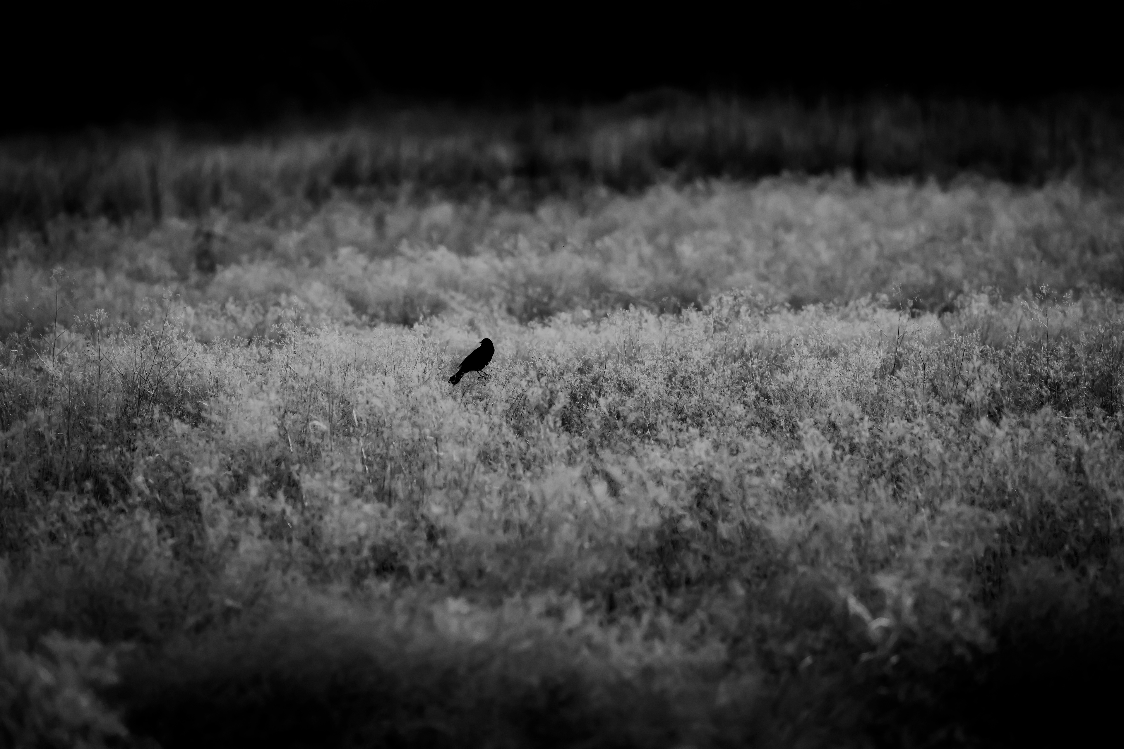 Red-winged Blackbird