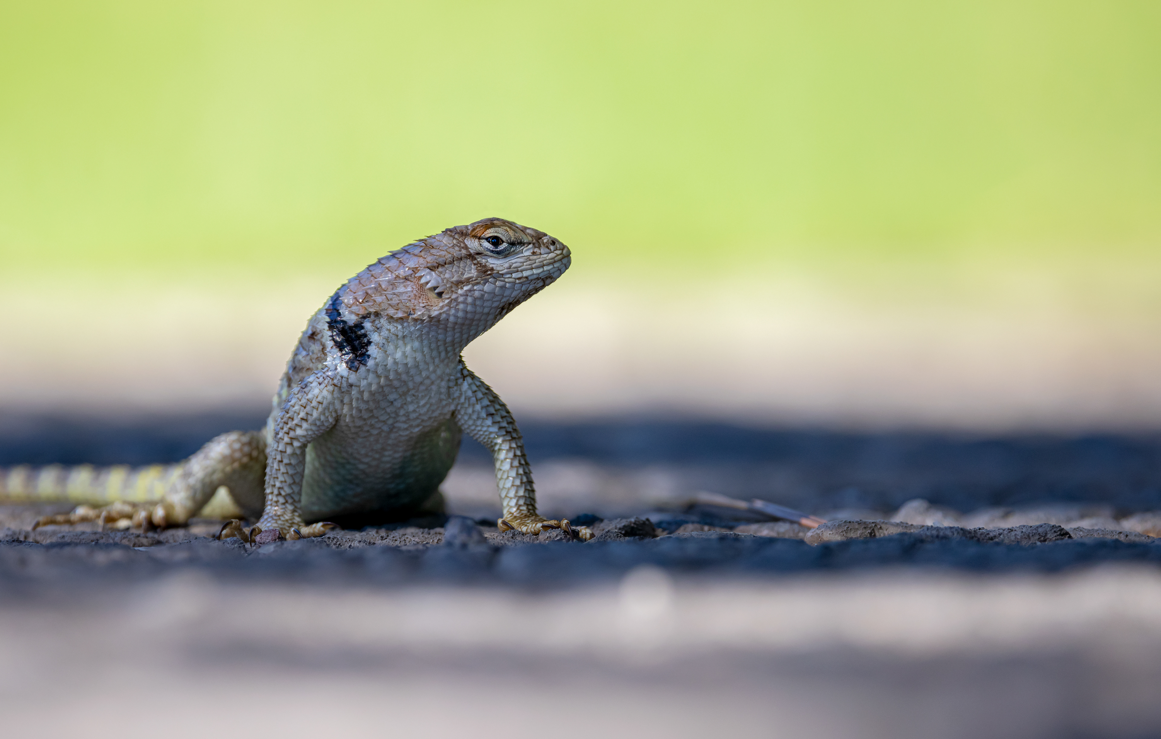 Eye Level - Desert Spiny Lizard - Ft. Churchill, NV