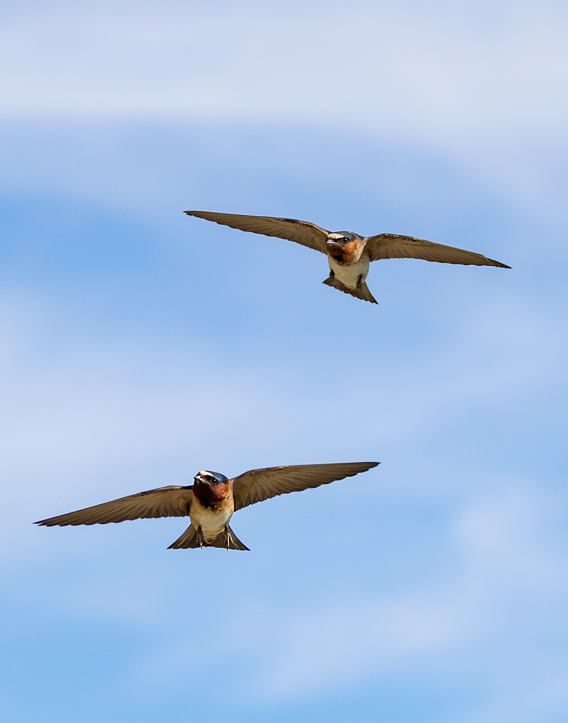 Cliff Swallows