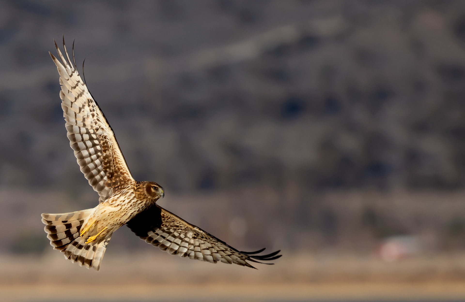 Northern Harrier
