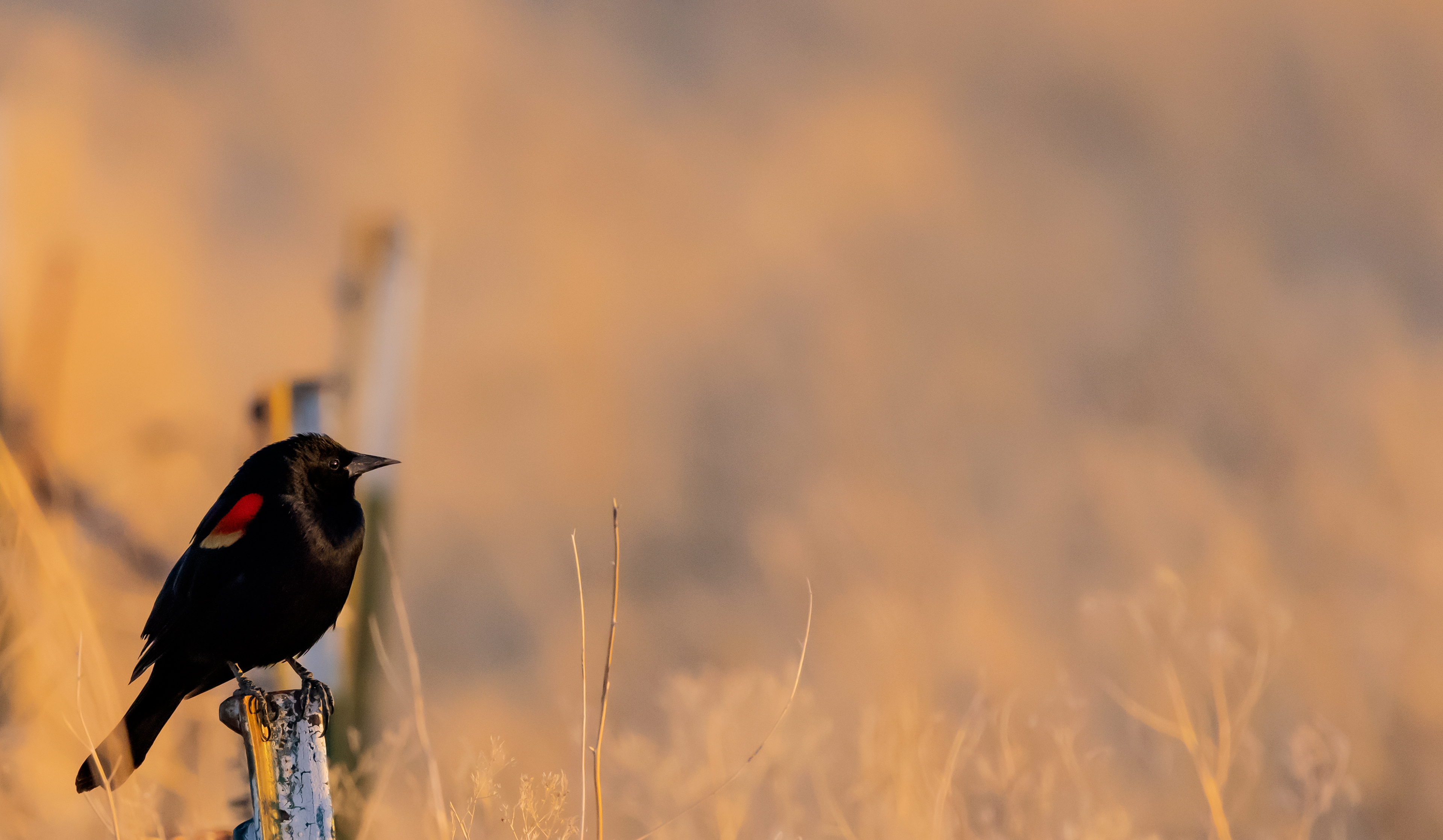 Red-winged Blackbird