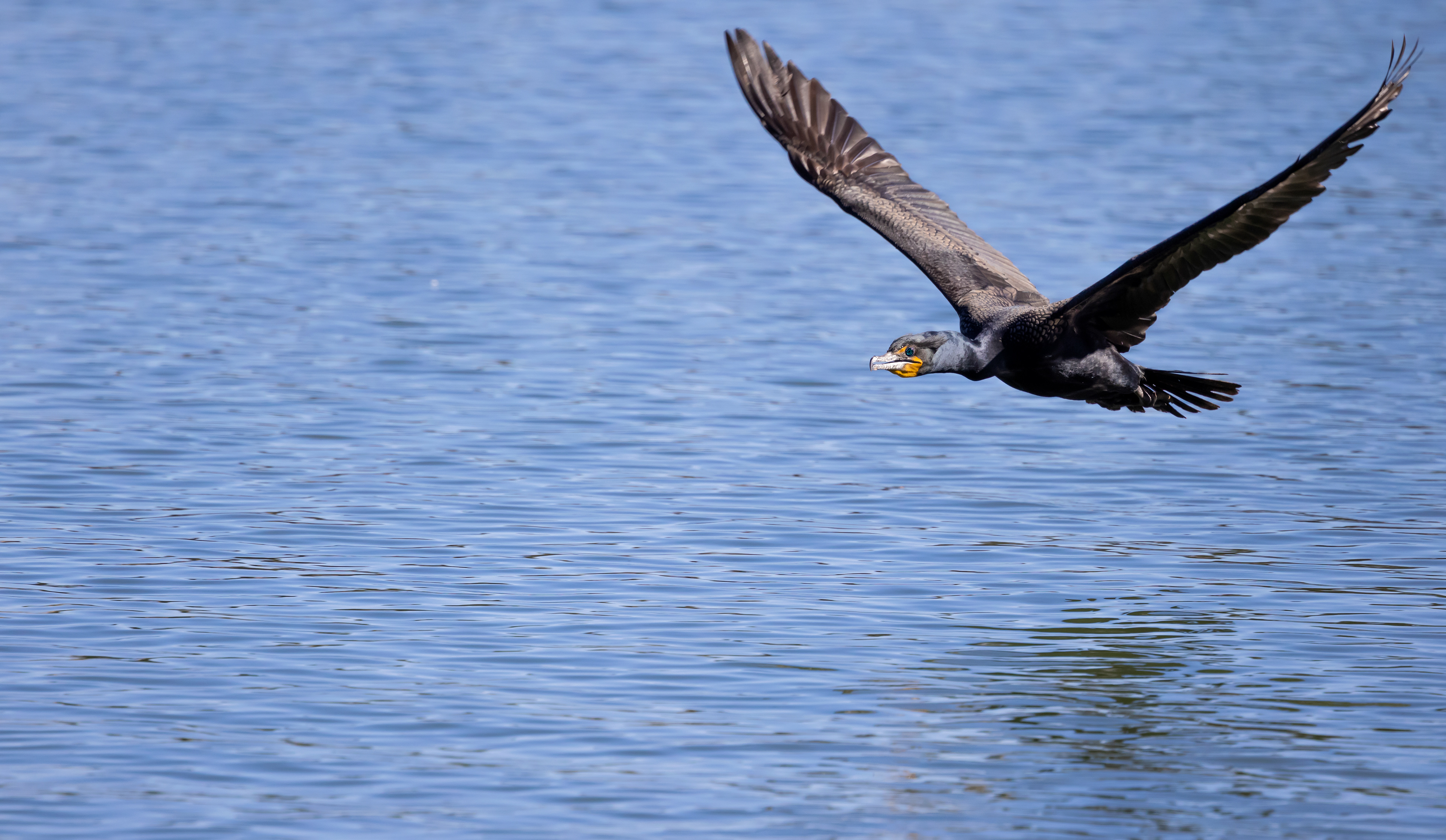 Double Crested Cormorant