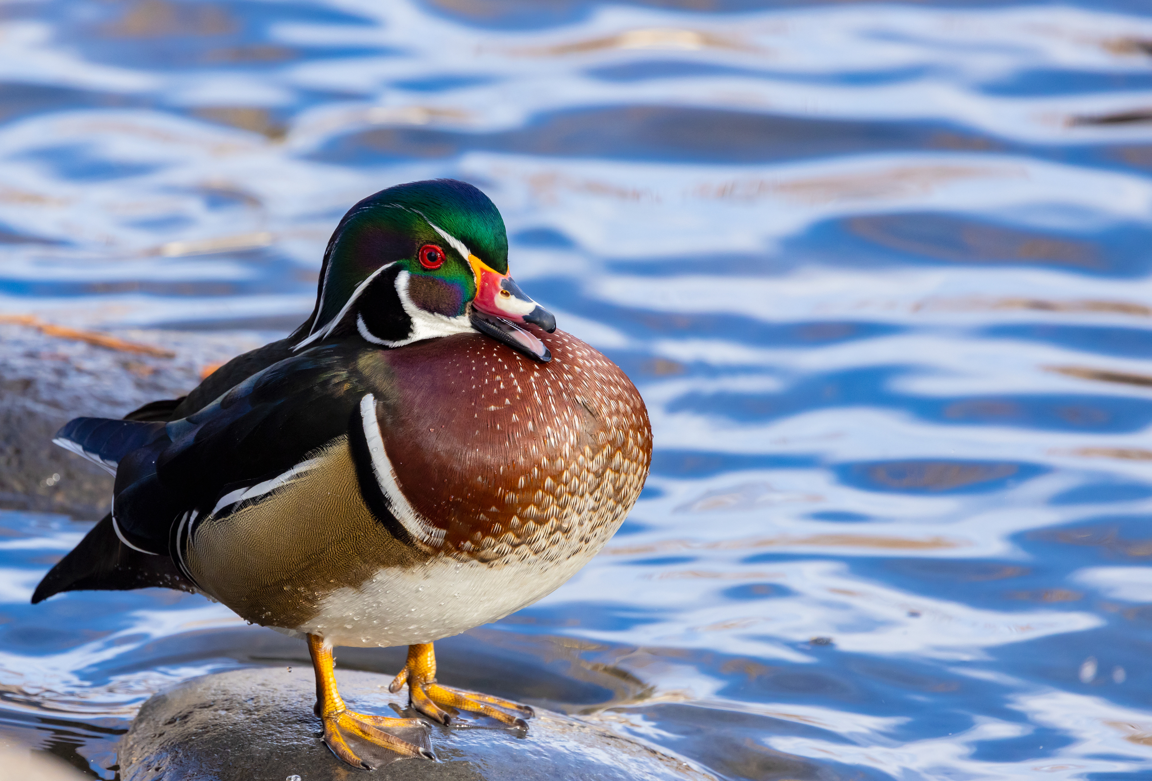Wood Duck