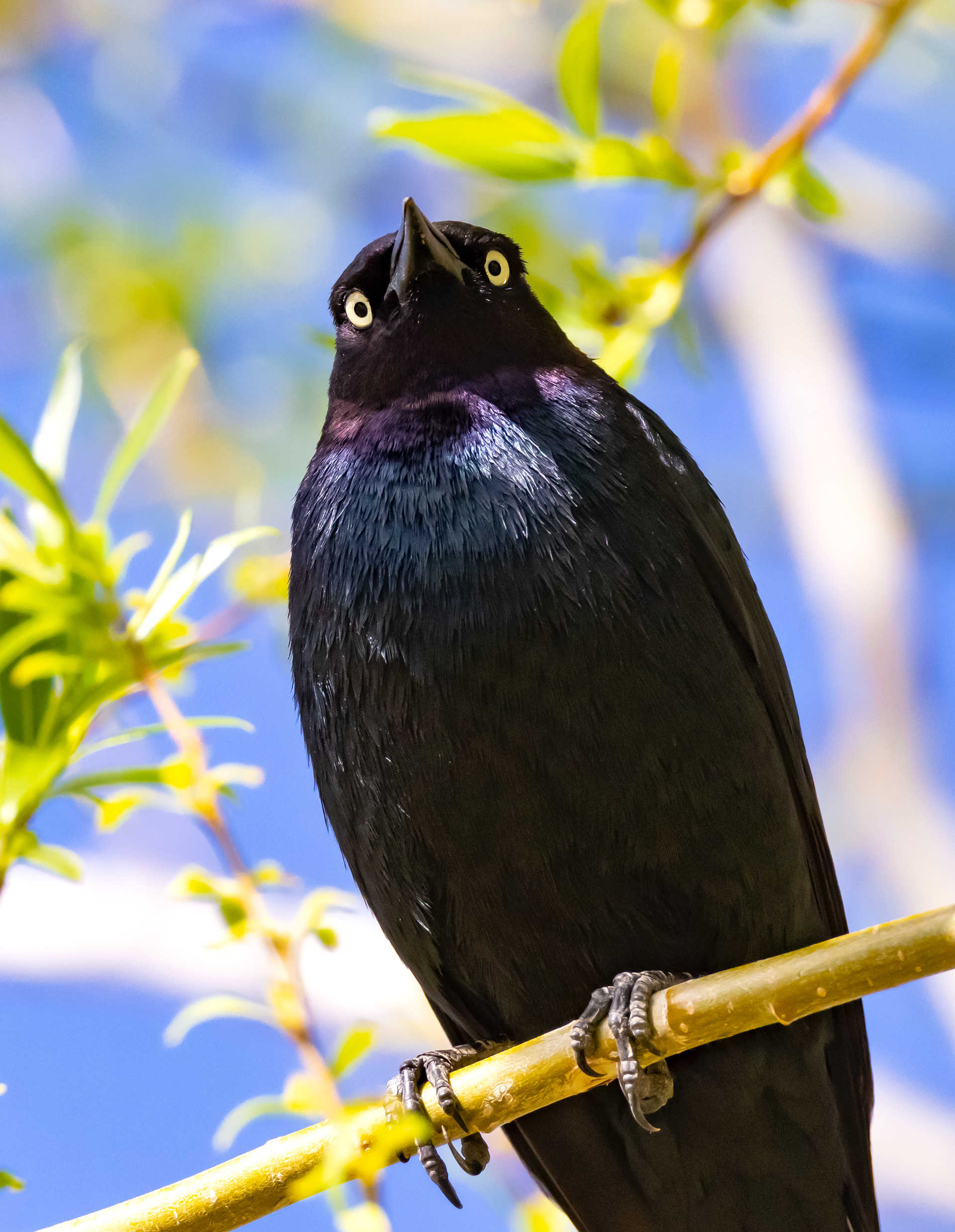 Brewer's Blackbird