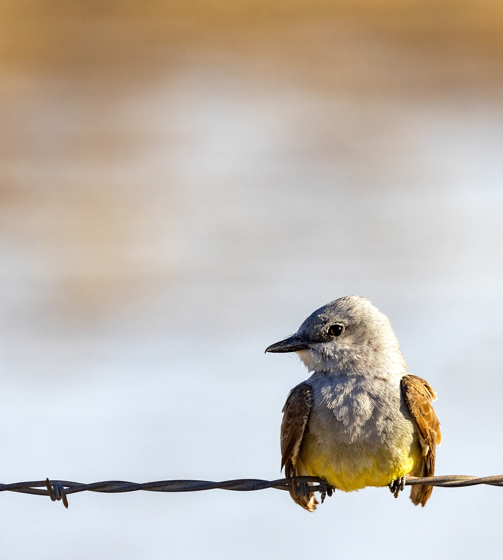 Wester Kingbird