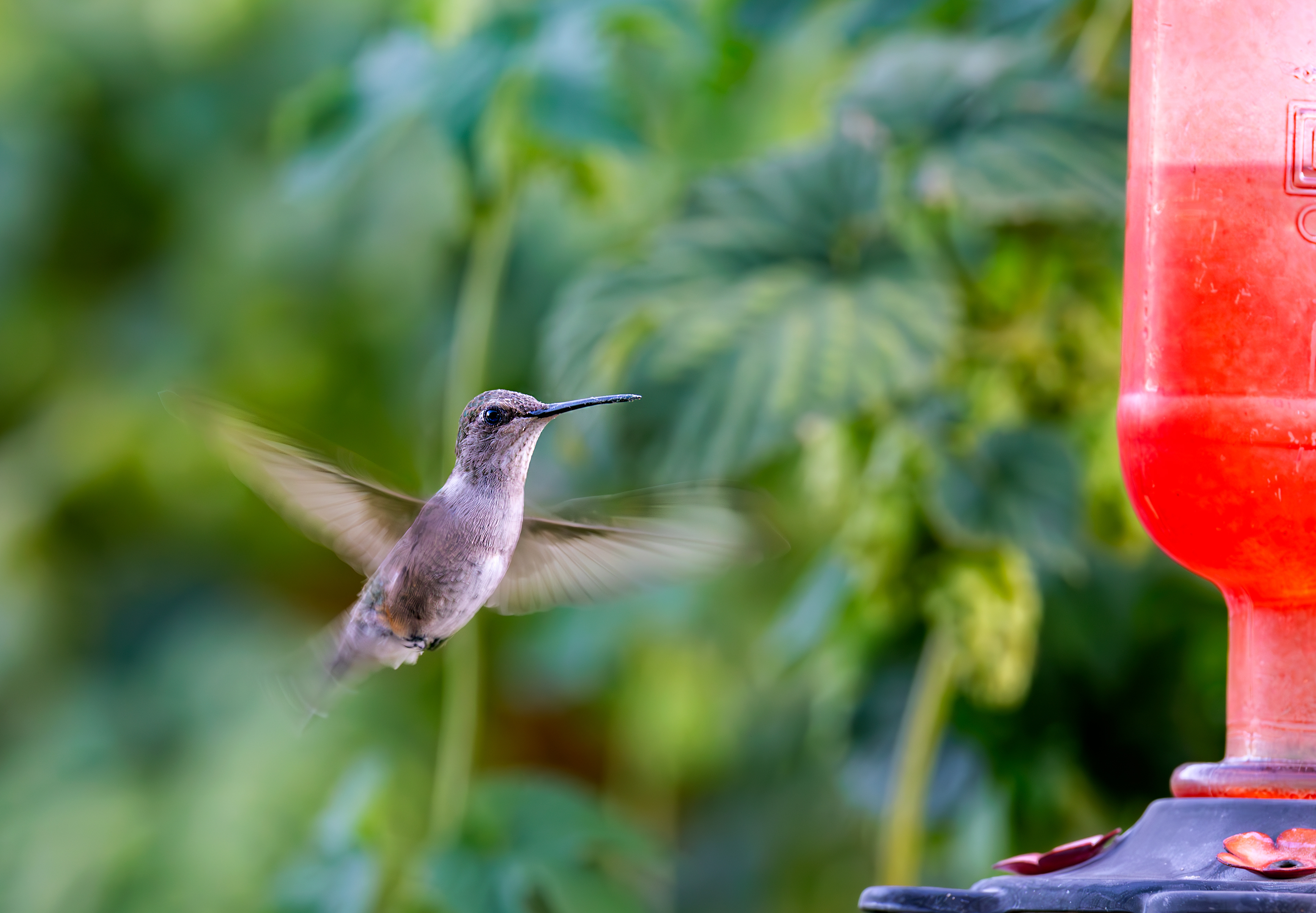 Black-chinned Hummingbird (female)
