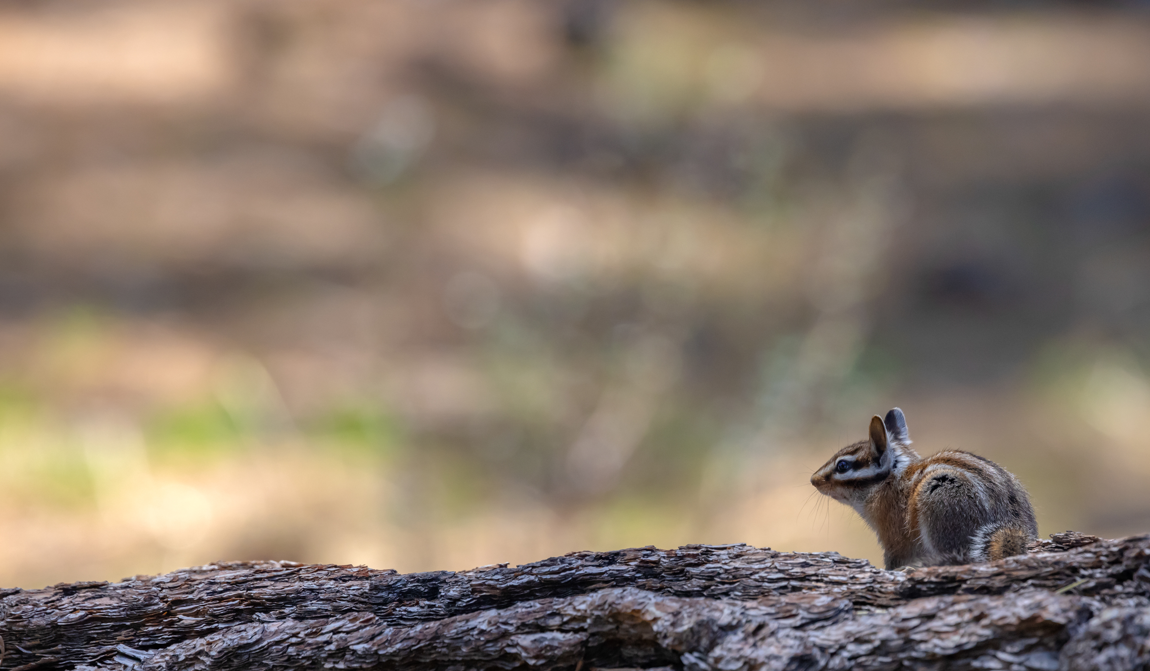 Chipmunk