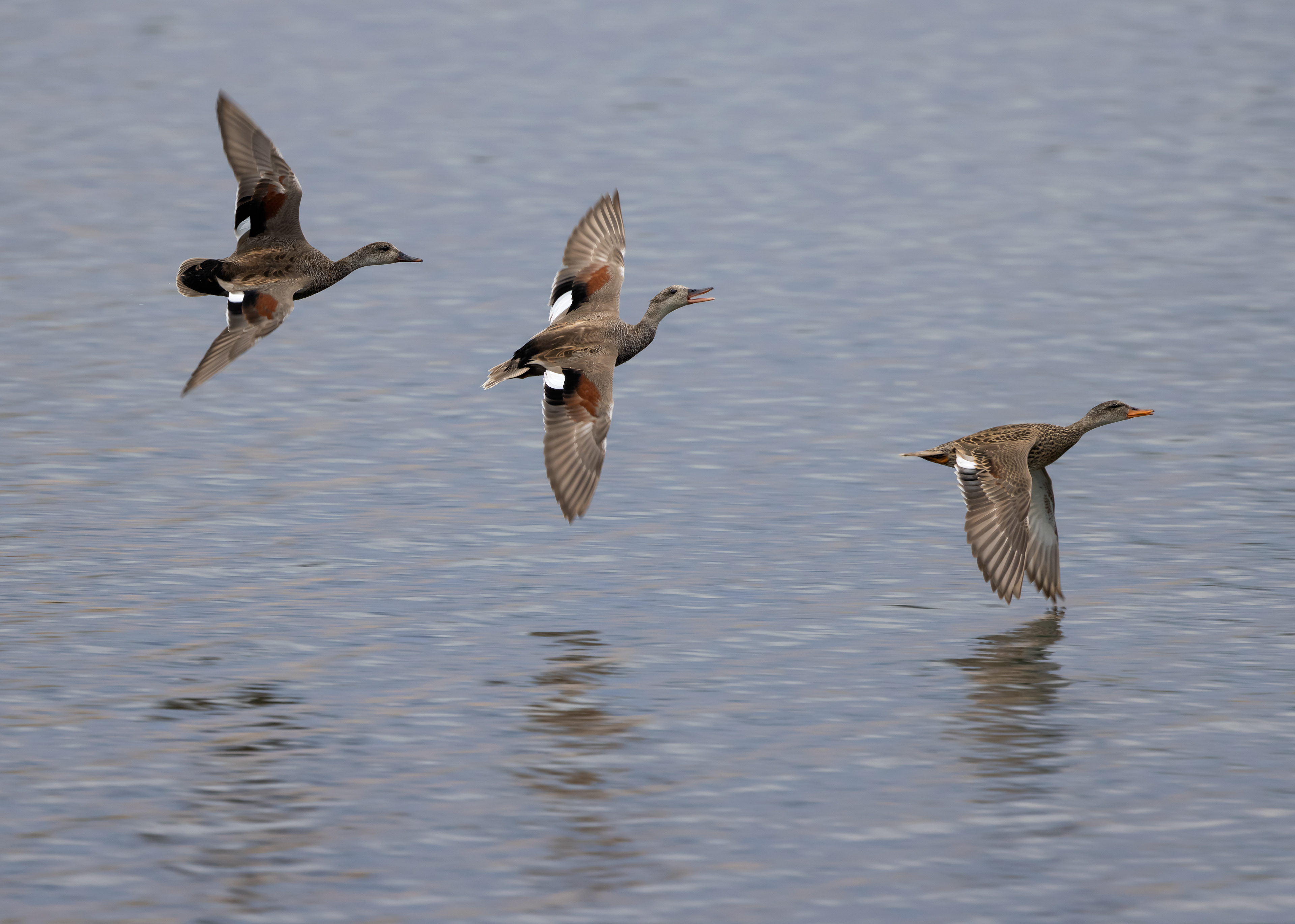 Gadwalls