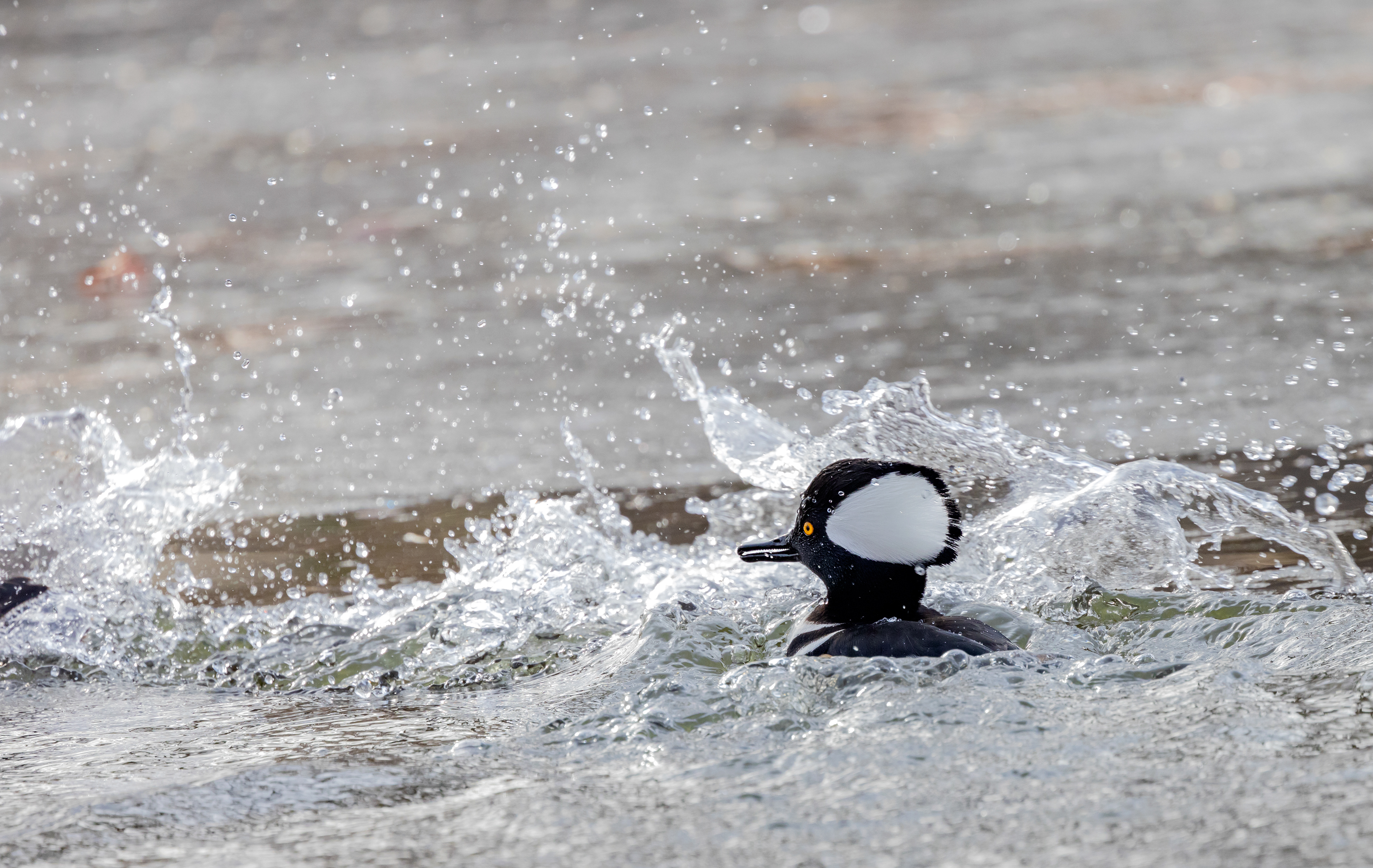 Hooded Merganser
