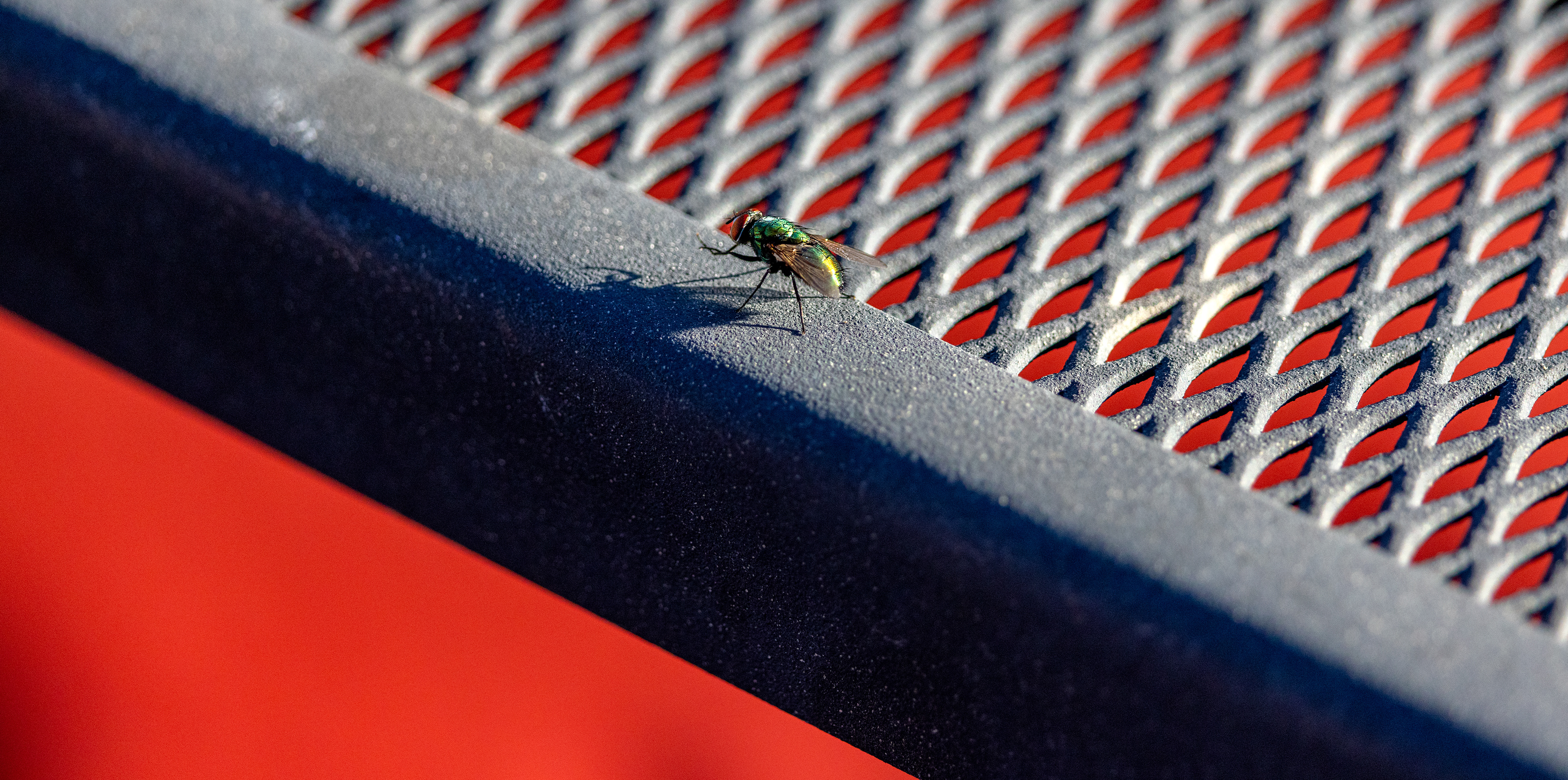 Green Bottle Fly