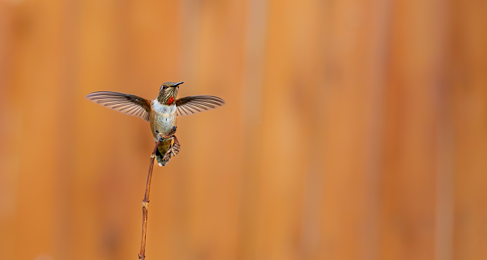 Rufous Hummingbird