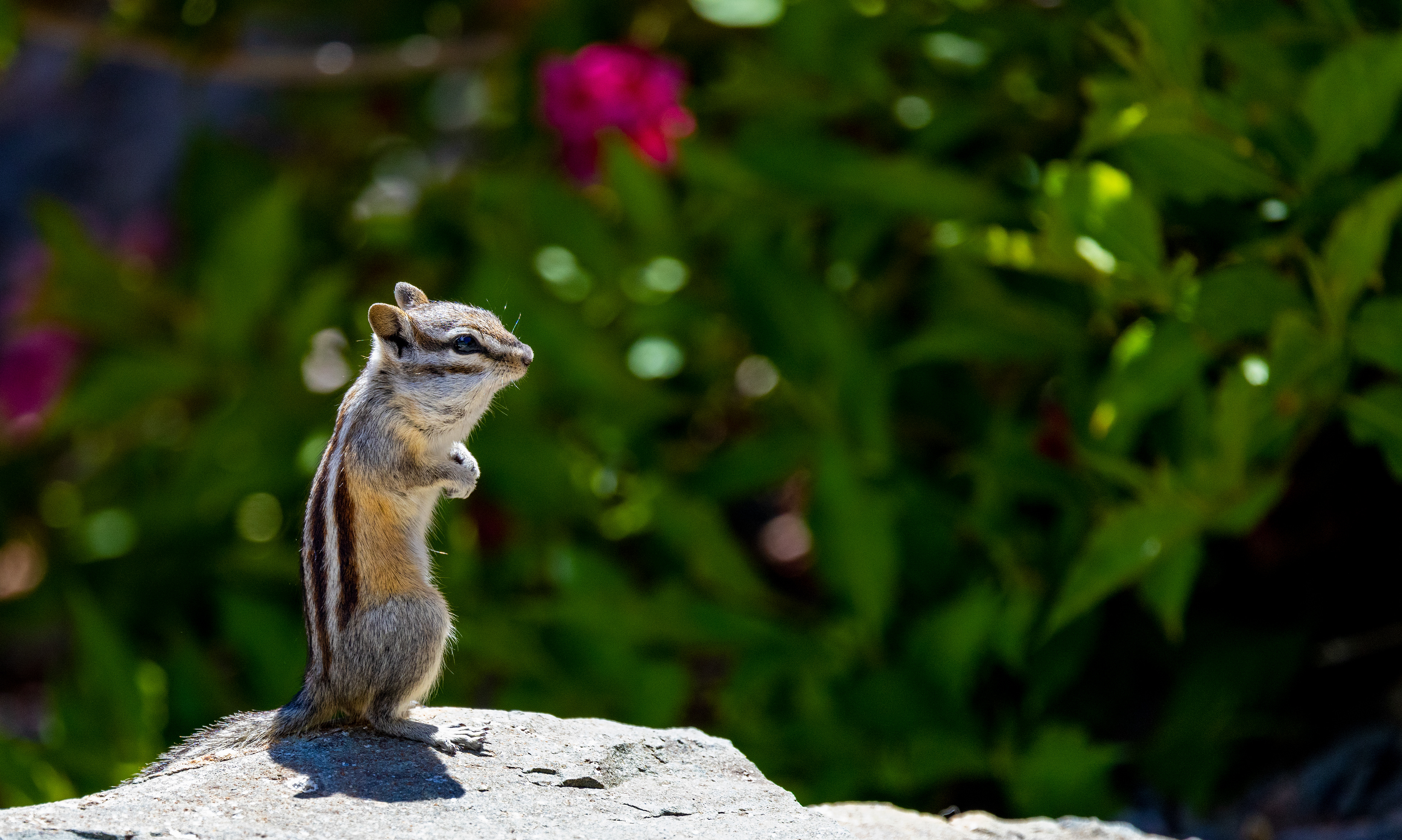 Chipmunk