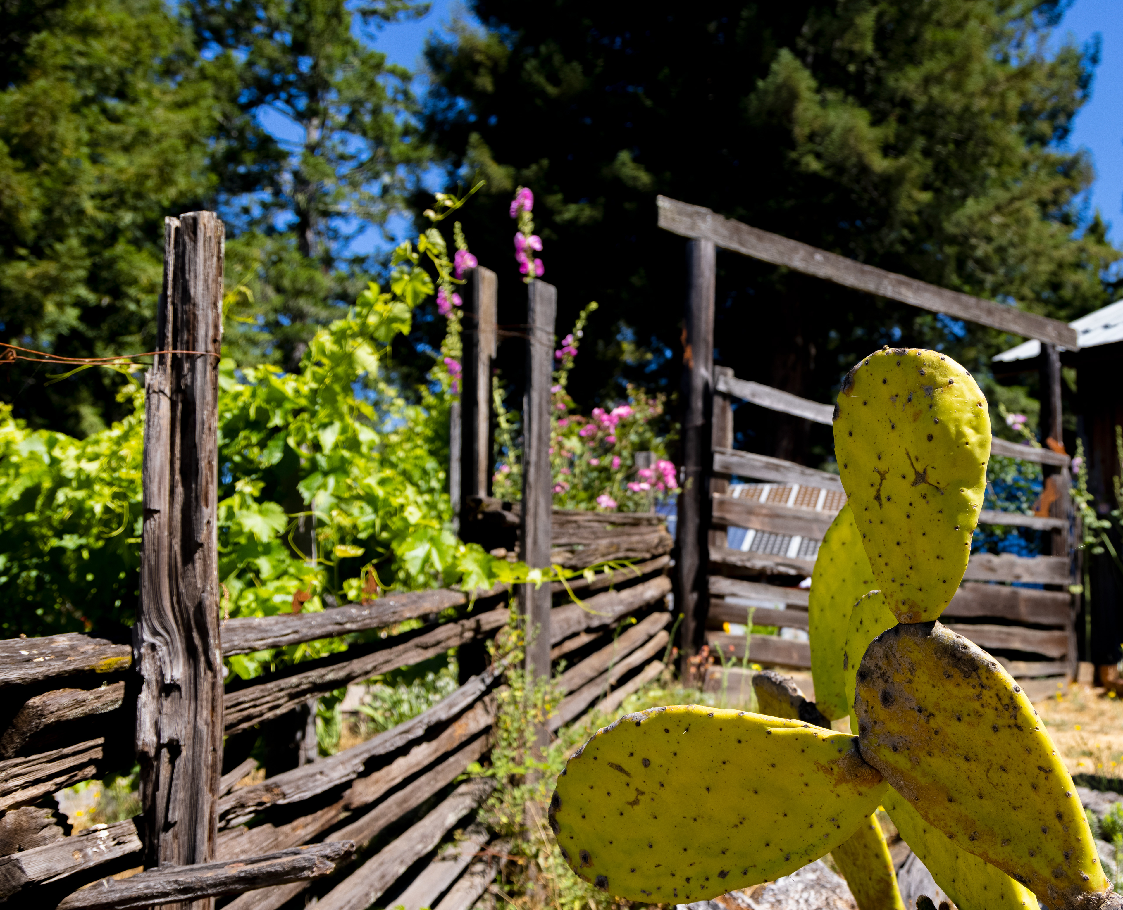 Cactus Garden - Navarro, CA