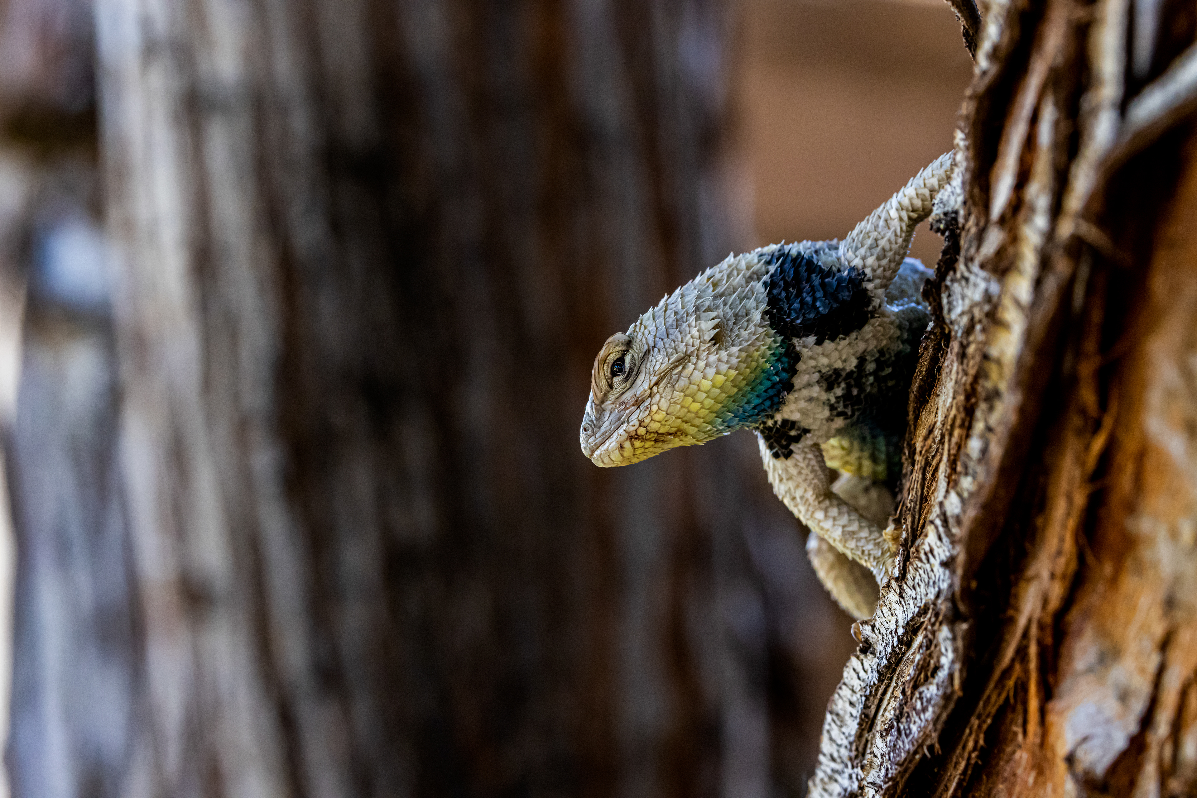 Got My Eye On You - Desert Spiny Lizard - Ft. Churchill, NV