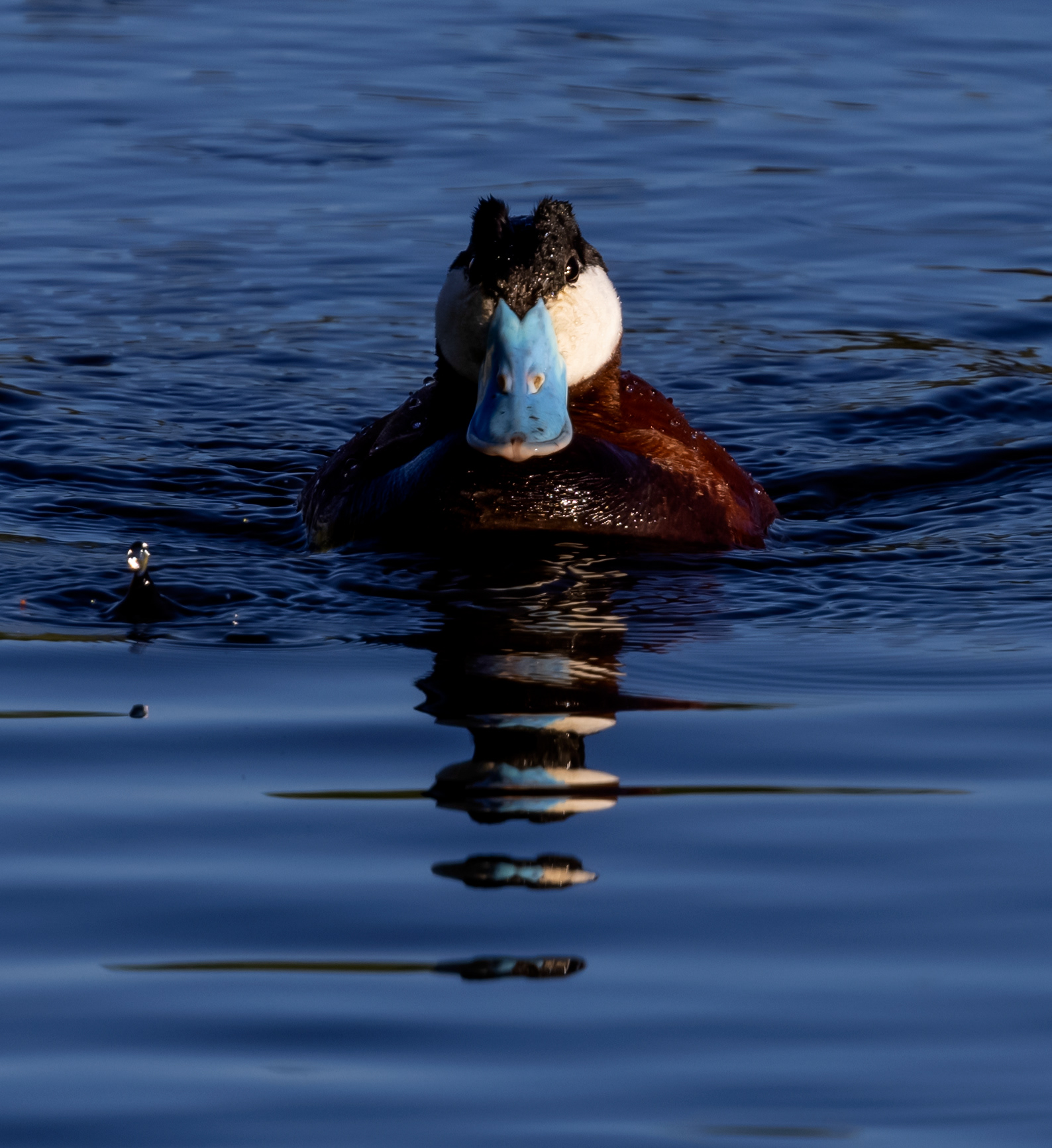 Ruddy Duck