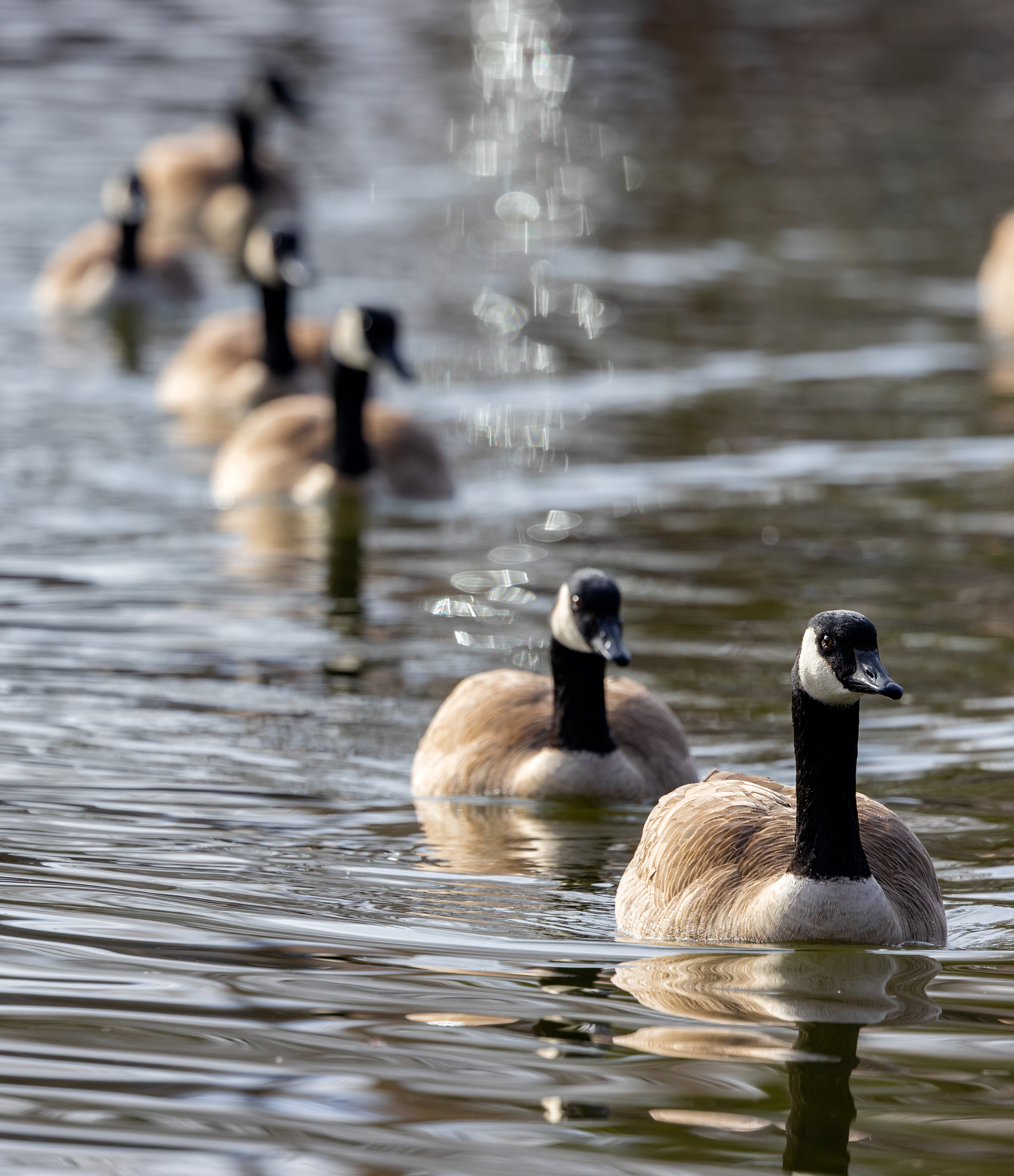 Canana Gooses