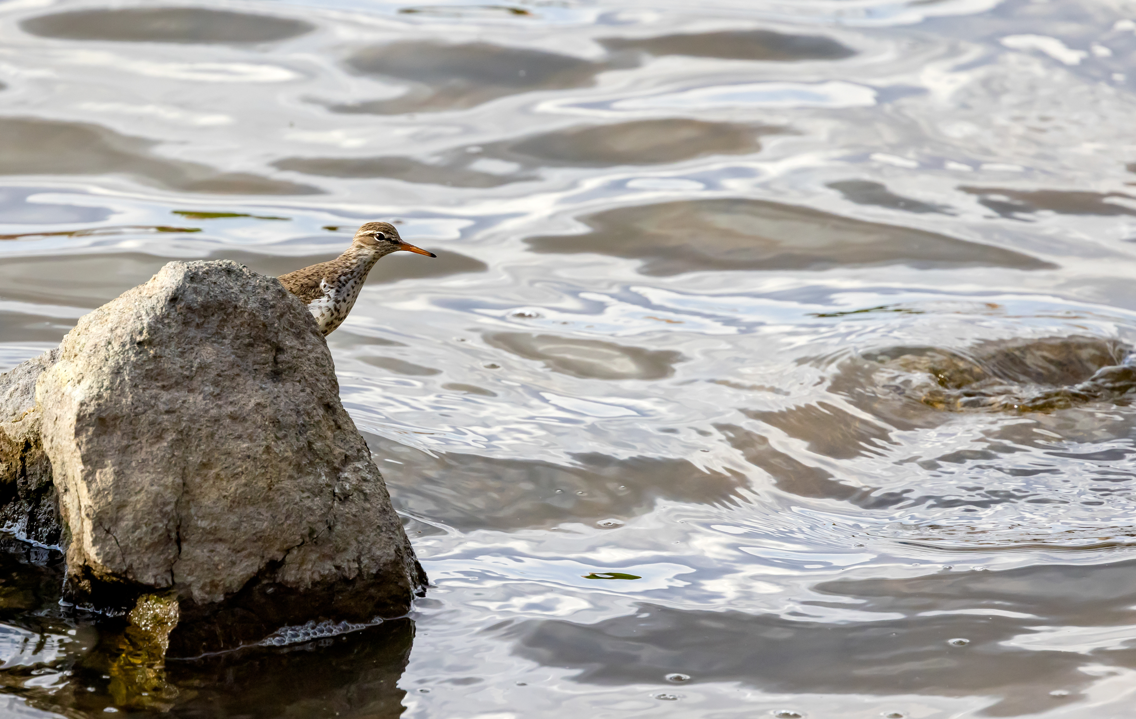 Sandpiper