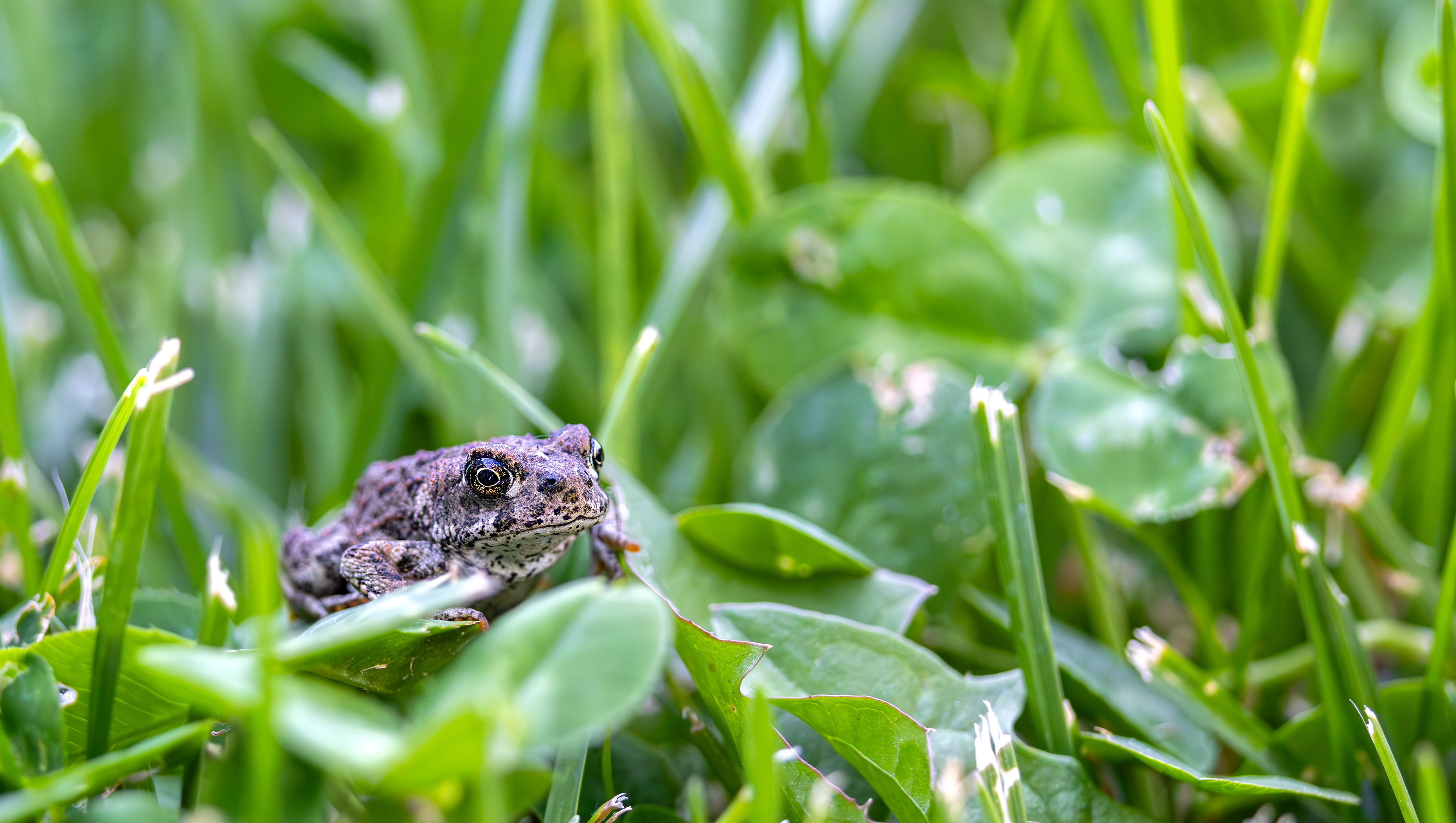 California Toad (baby)