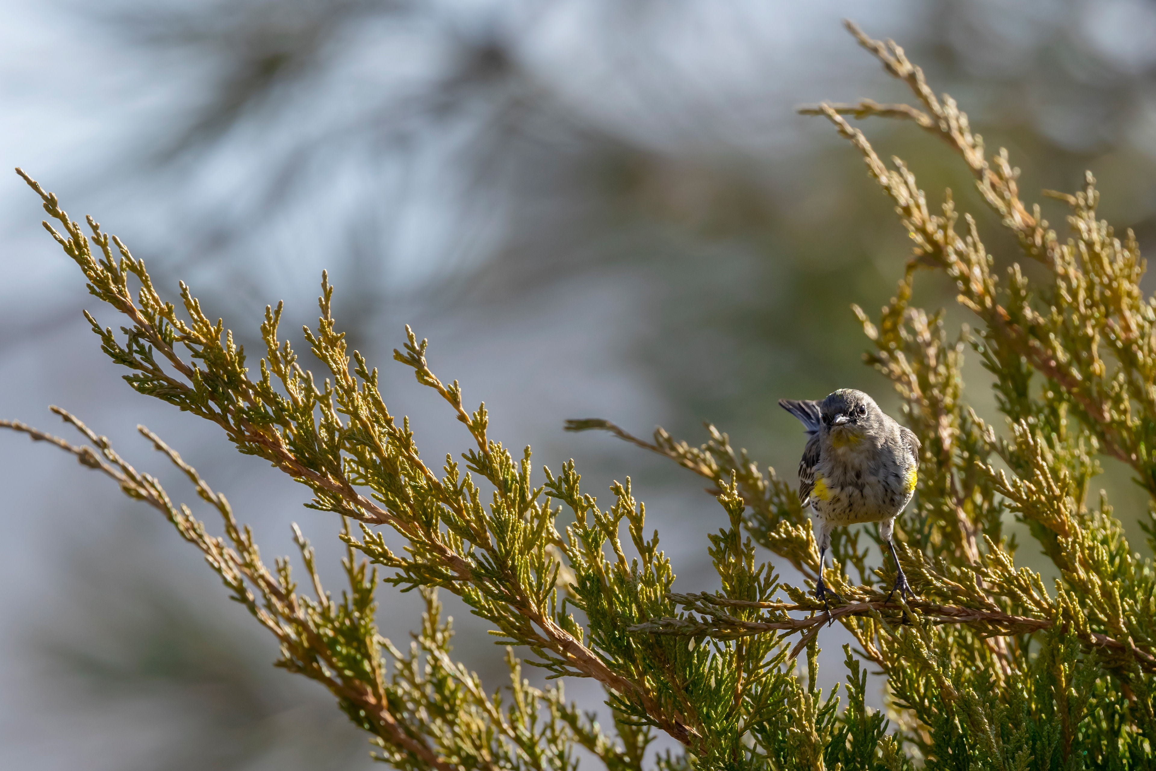 Yellow-rumped Warbler