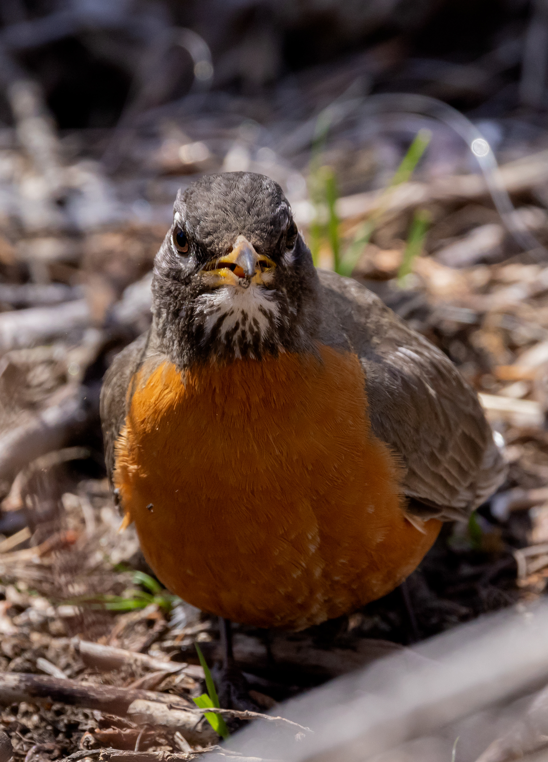 American Robin