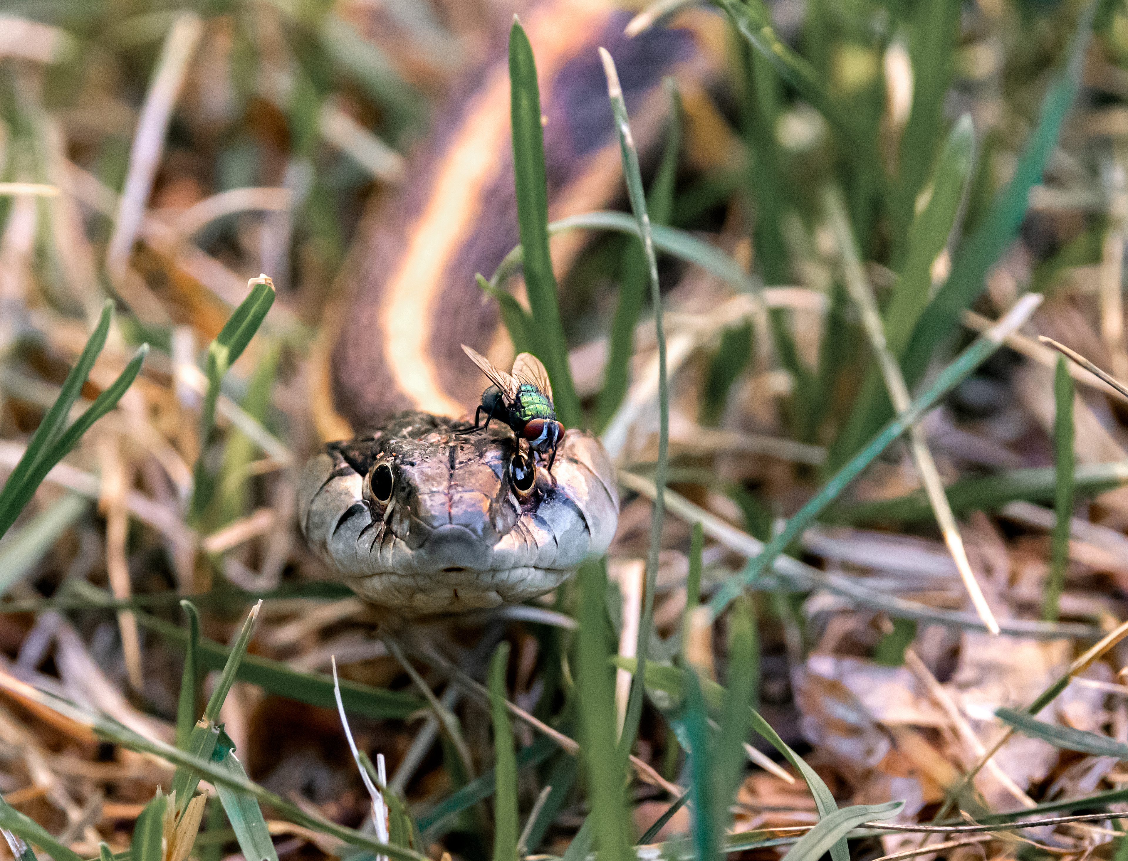Garter Snake & Green Bottle Fly