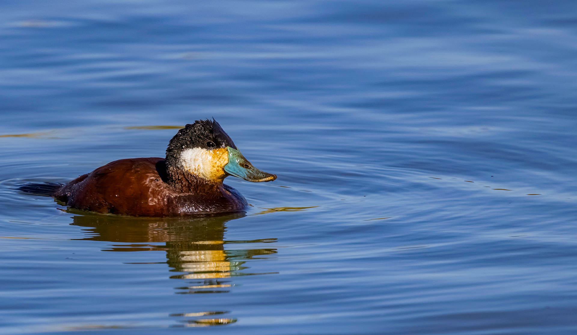 Ruddy Duck