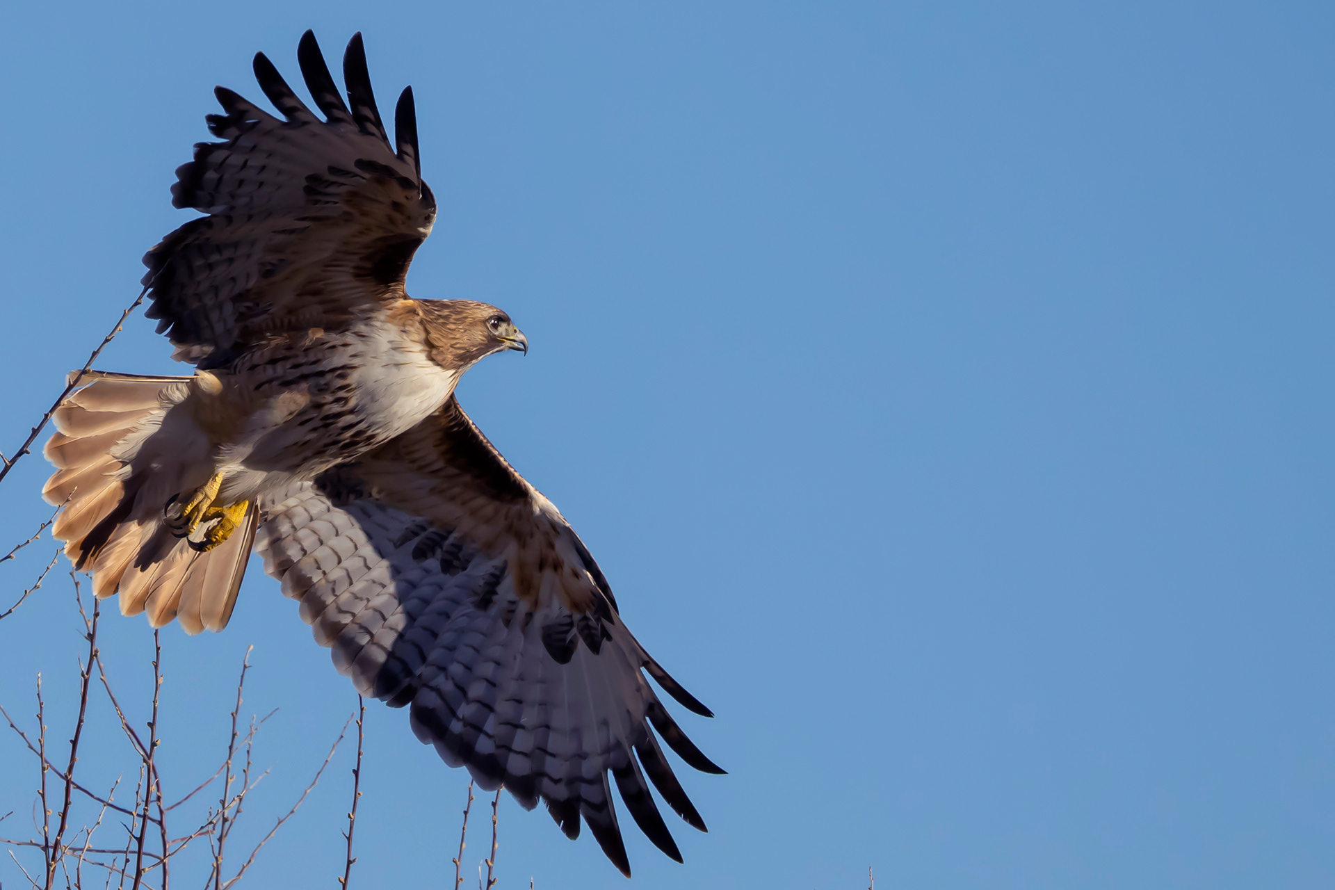Redtail Hawk