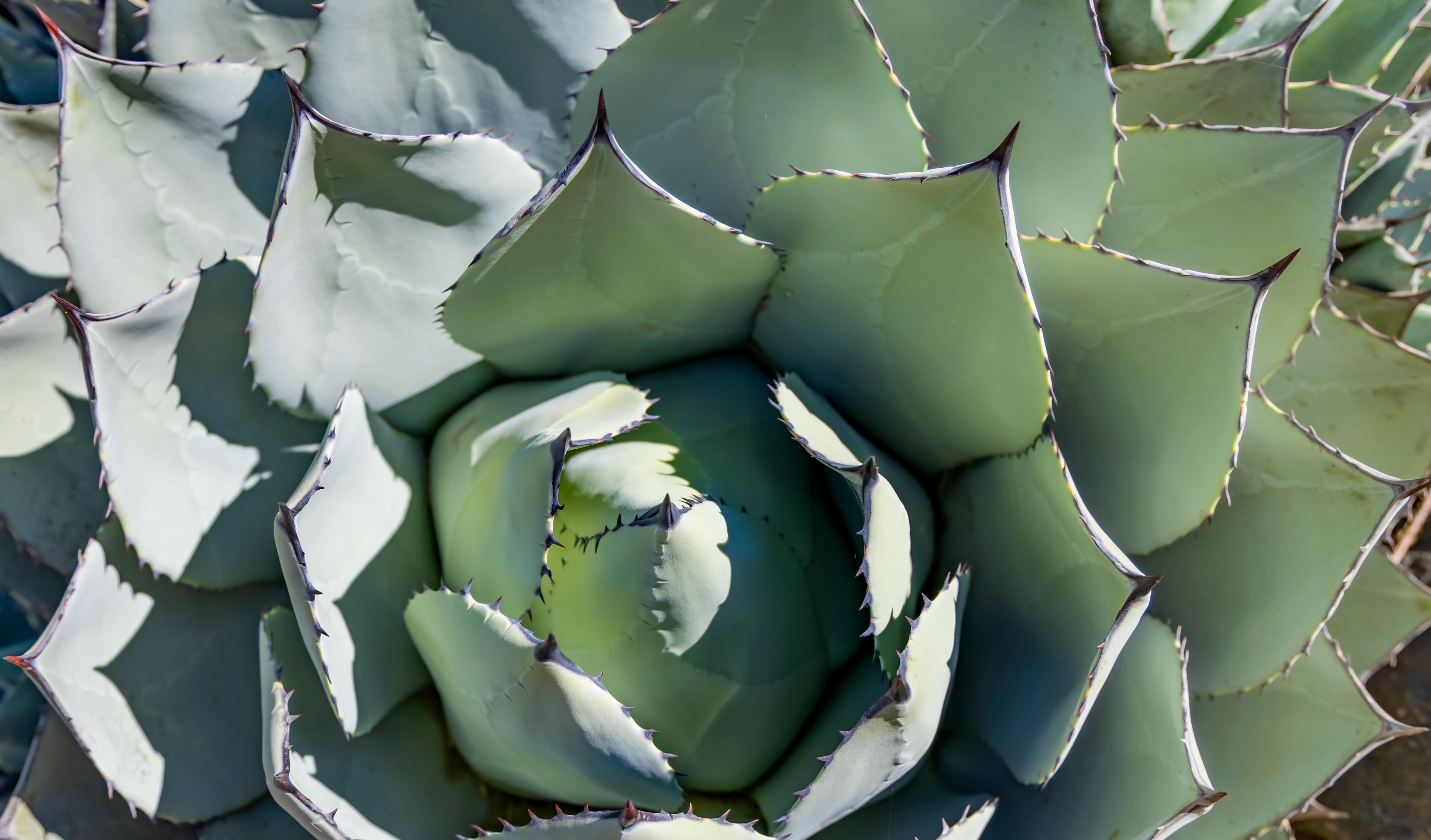 Big Succulent - Navarro, CA