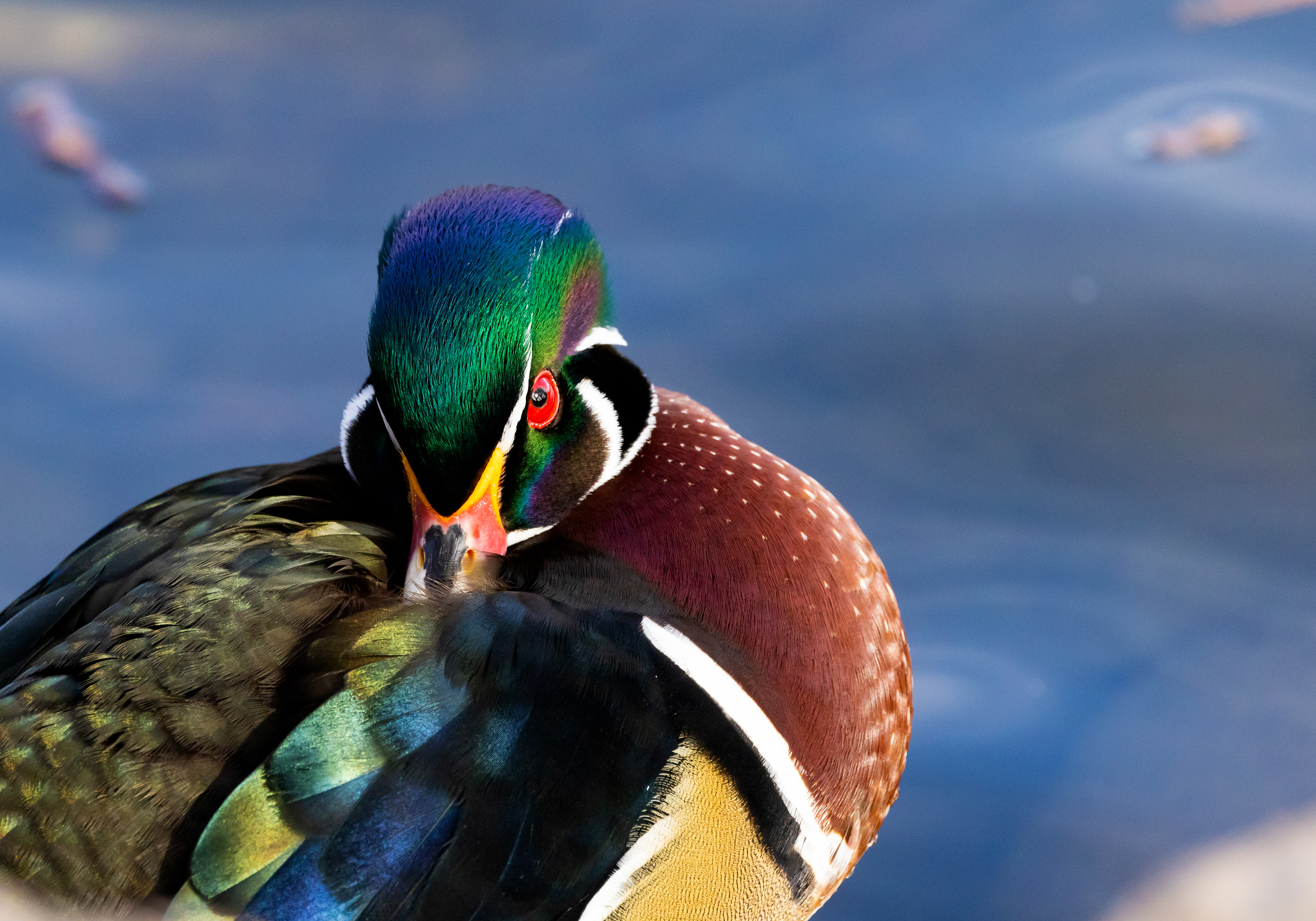 Wood Duck