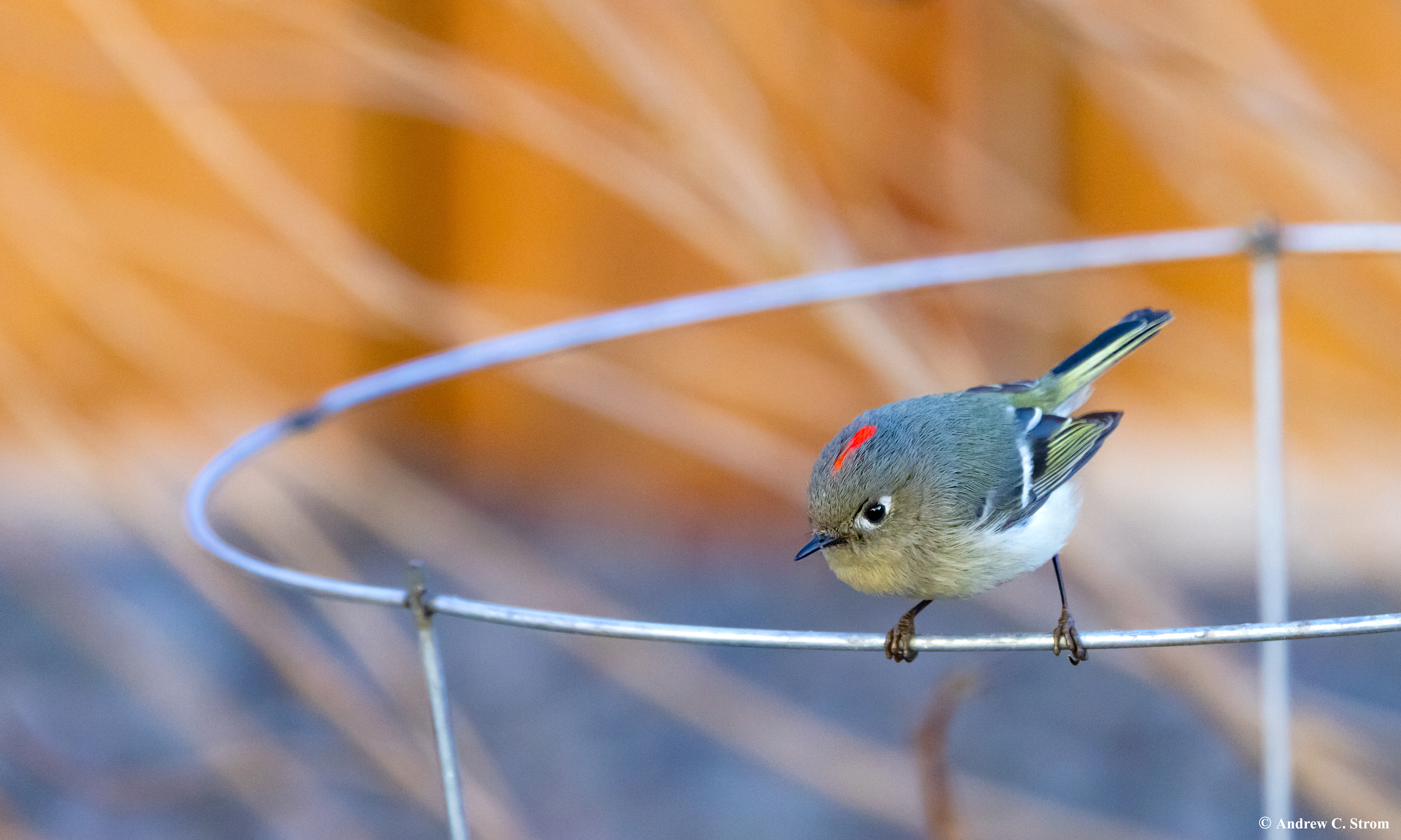 Ruby-crowned Kinglet