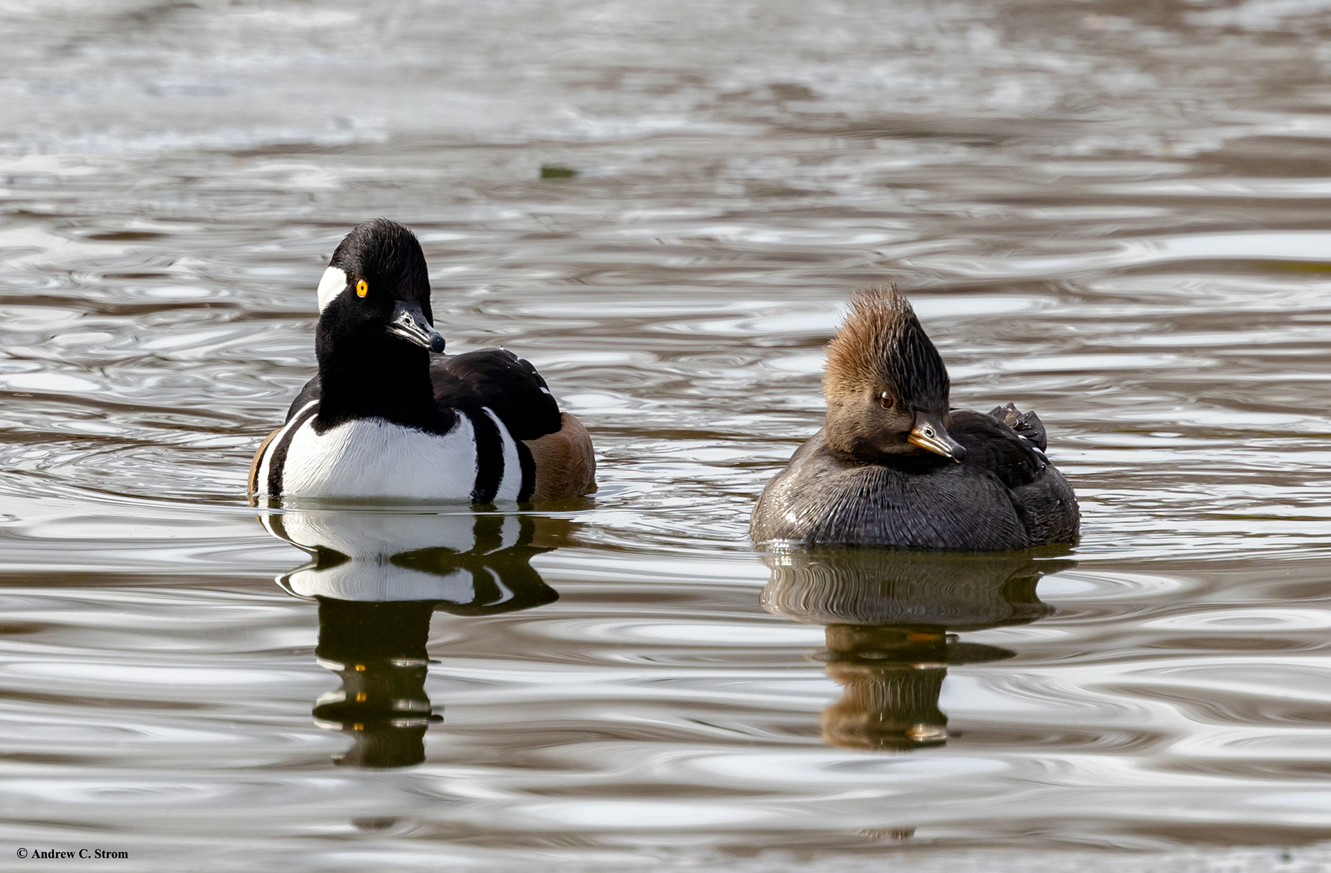 Hooded Merganser Couple